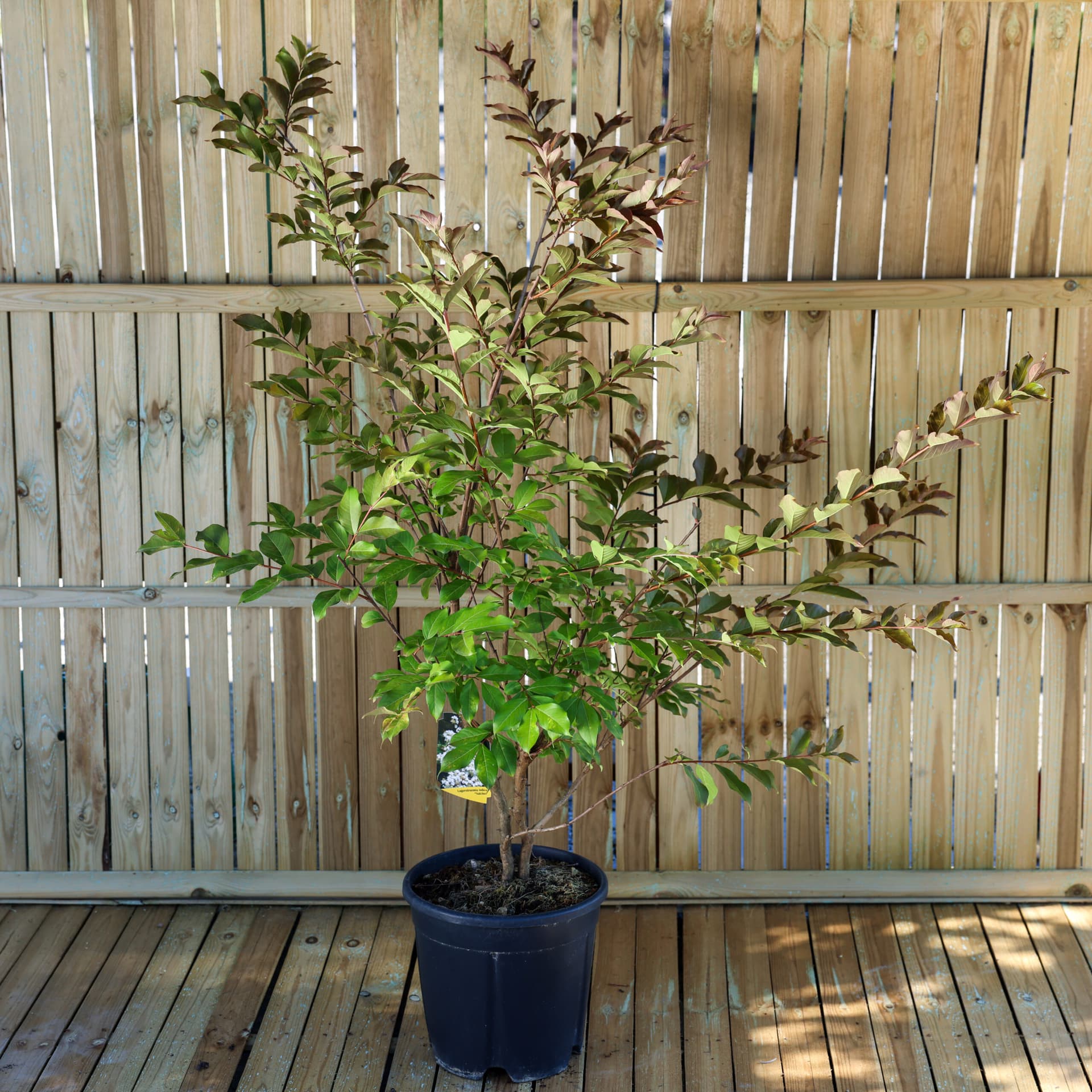 Liliac indian (Lagerstroemia indica) — imagine 1