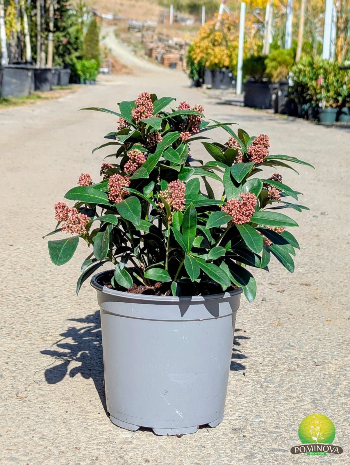 Liliac japonez 'Rubella' (Skimmia japonica ‘Rubella’) - imagine 1