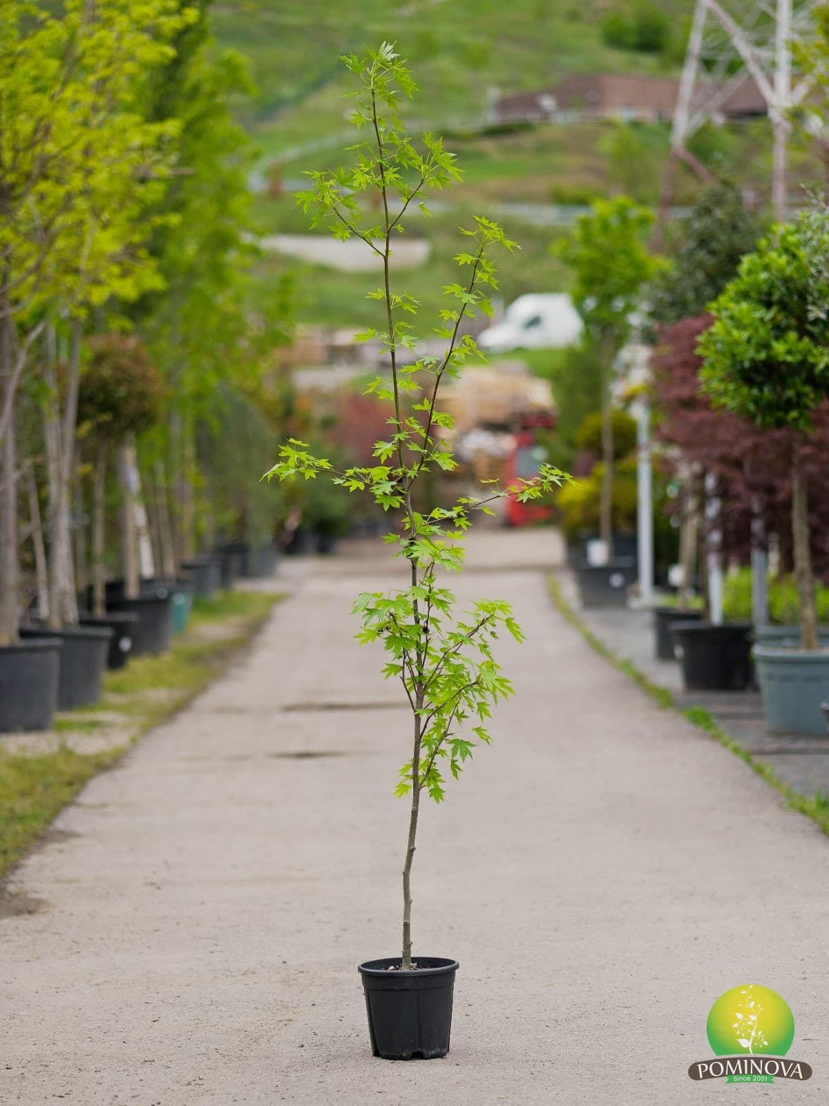 Liquidambar St. Lane Roberts — imagine 1