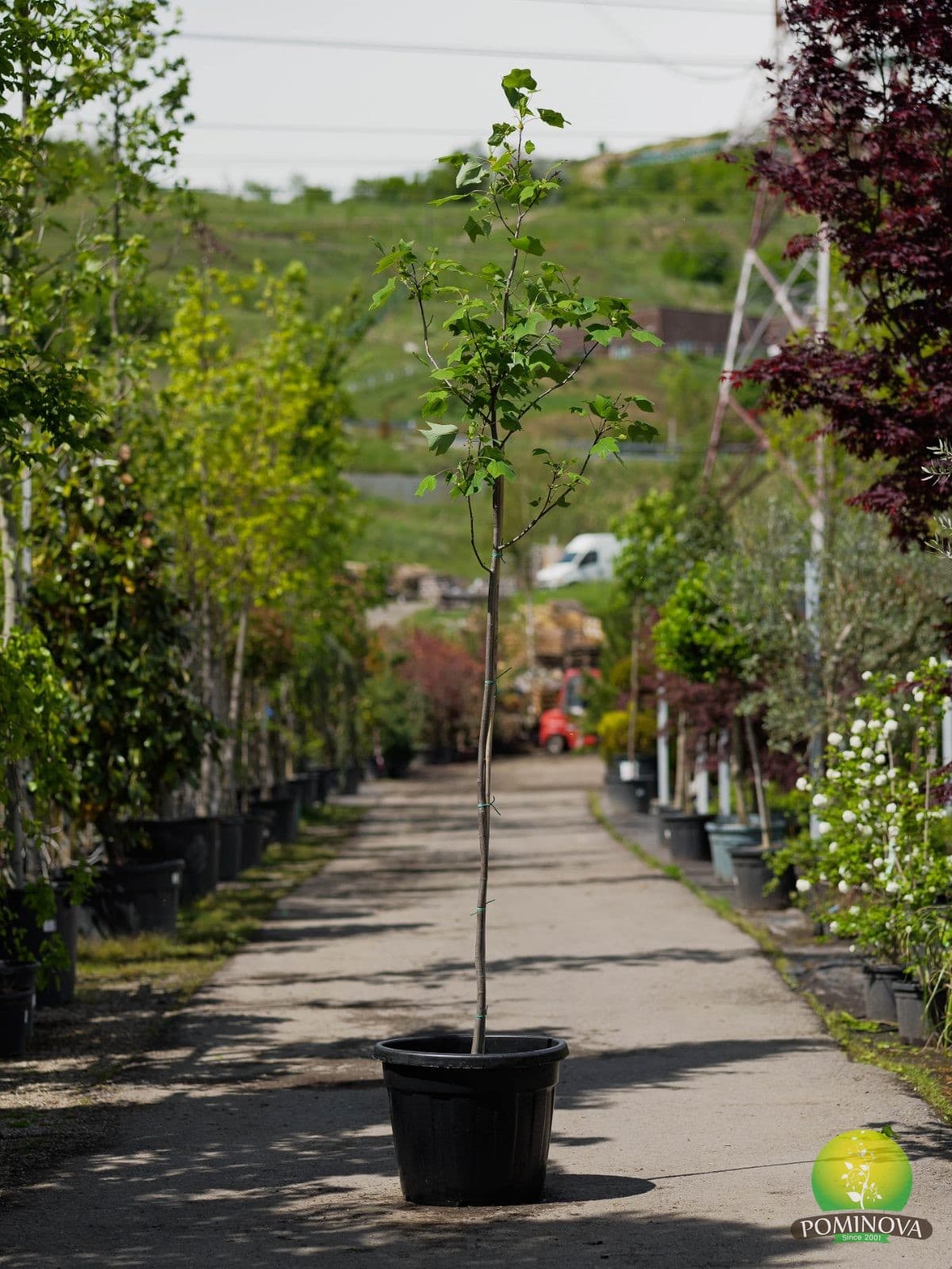 Arborele de lalea (Liriodendron tulipifera) — imagine 2