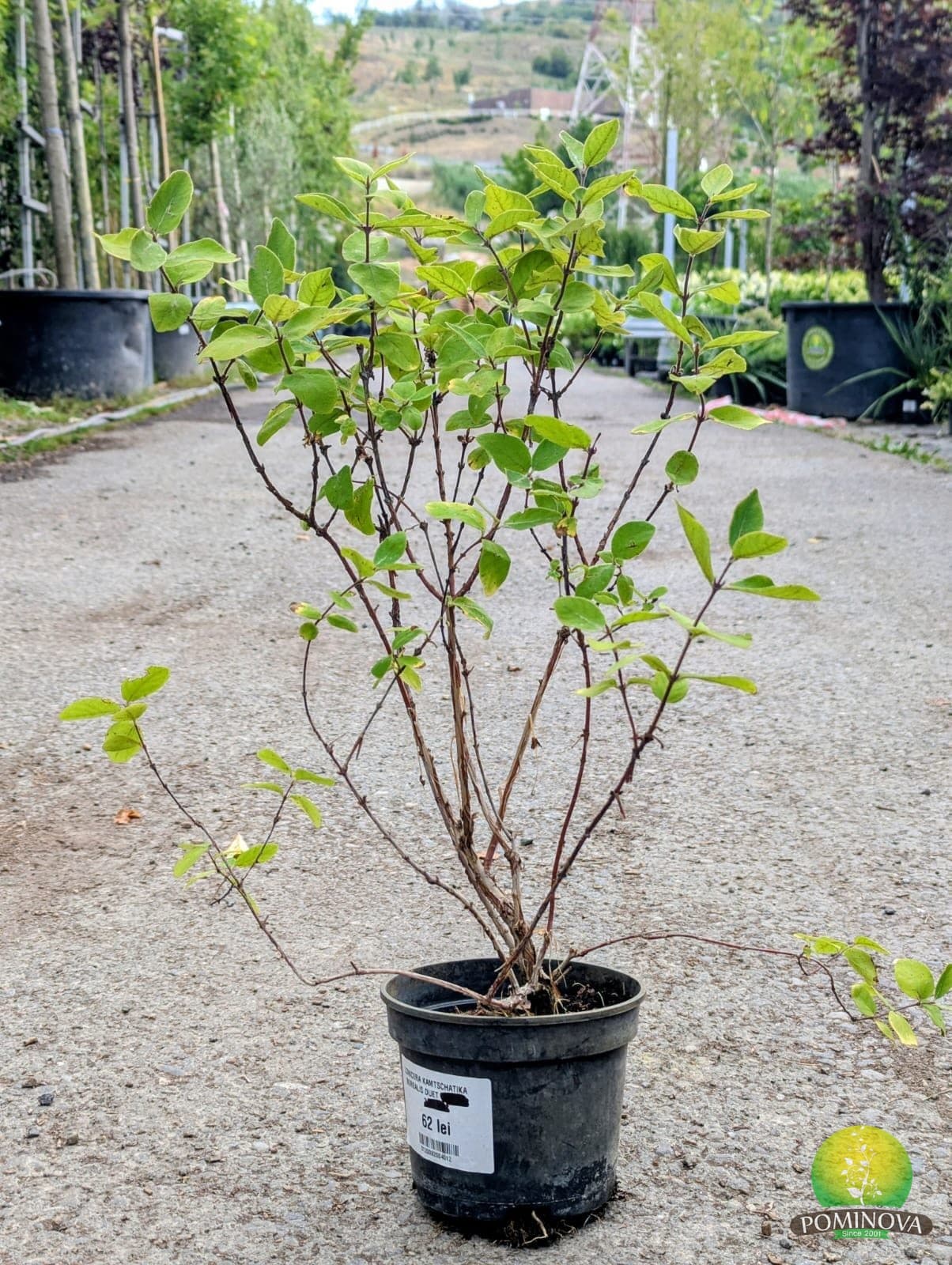 Lonicera Kamtschatika Borealis Duet Wojtek Zojka (Lonicera kamtschatika 'Borealis'/ 'Duet' / 'Wojtek' / 'Zojka') — imagine 1