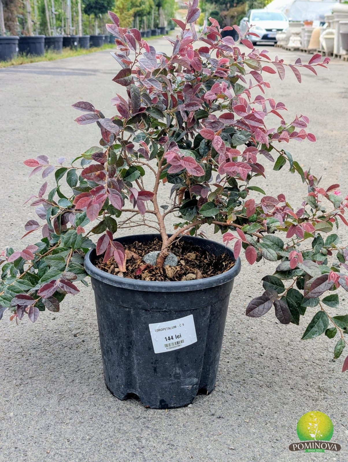 Loropetalum (Loropetalum chinense) — imagine 1