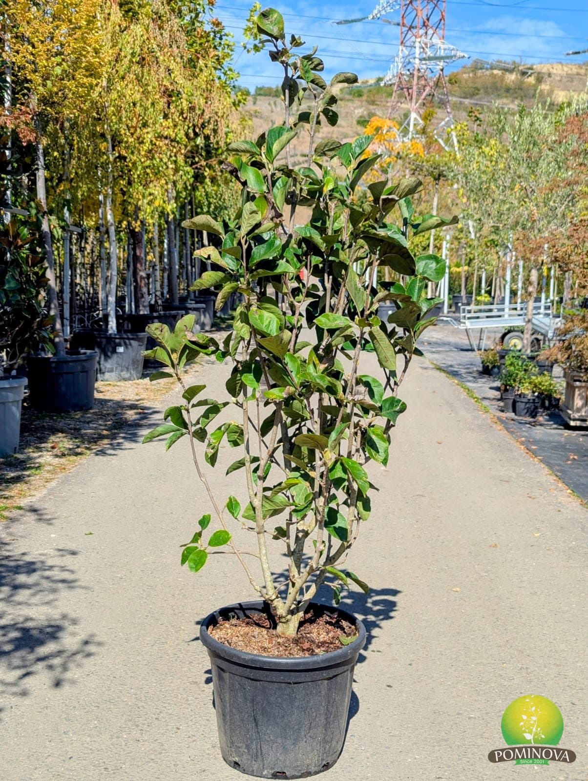 Magnolie 'Black Tulip'
