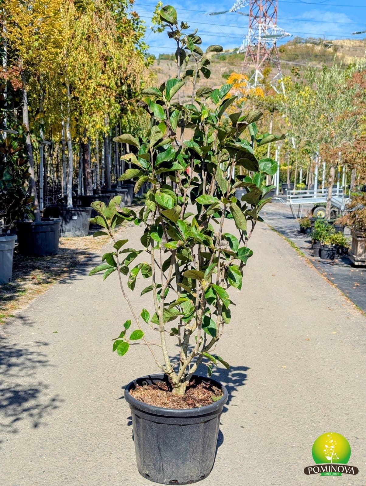 Magnolie 'Black Tulip' (Magnolia 'Black Tulip') - imagine 2