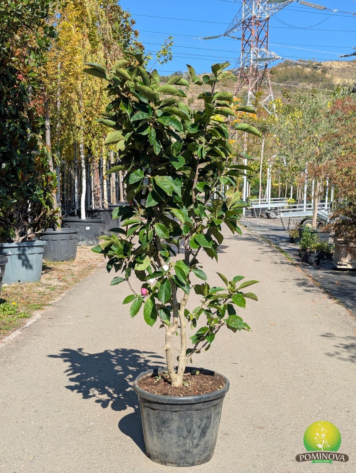 Magnolia 'Cleopatra' (Magnolia × soulangeana 'Cleopatra') - imagine 1
