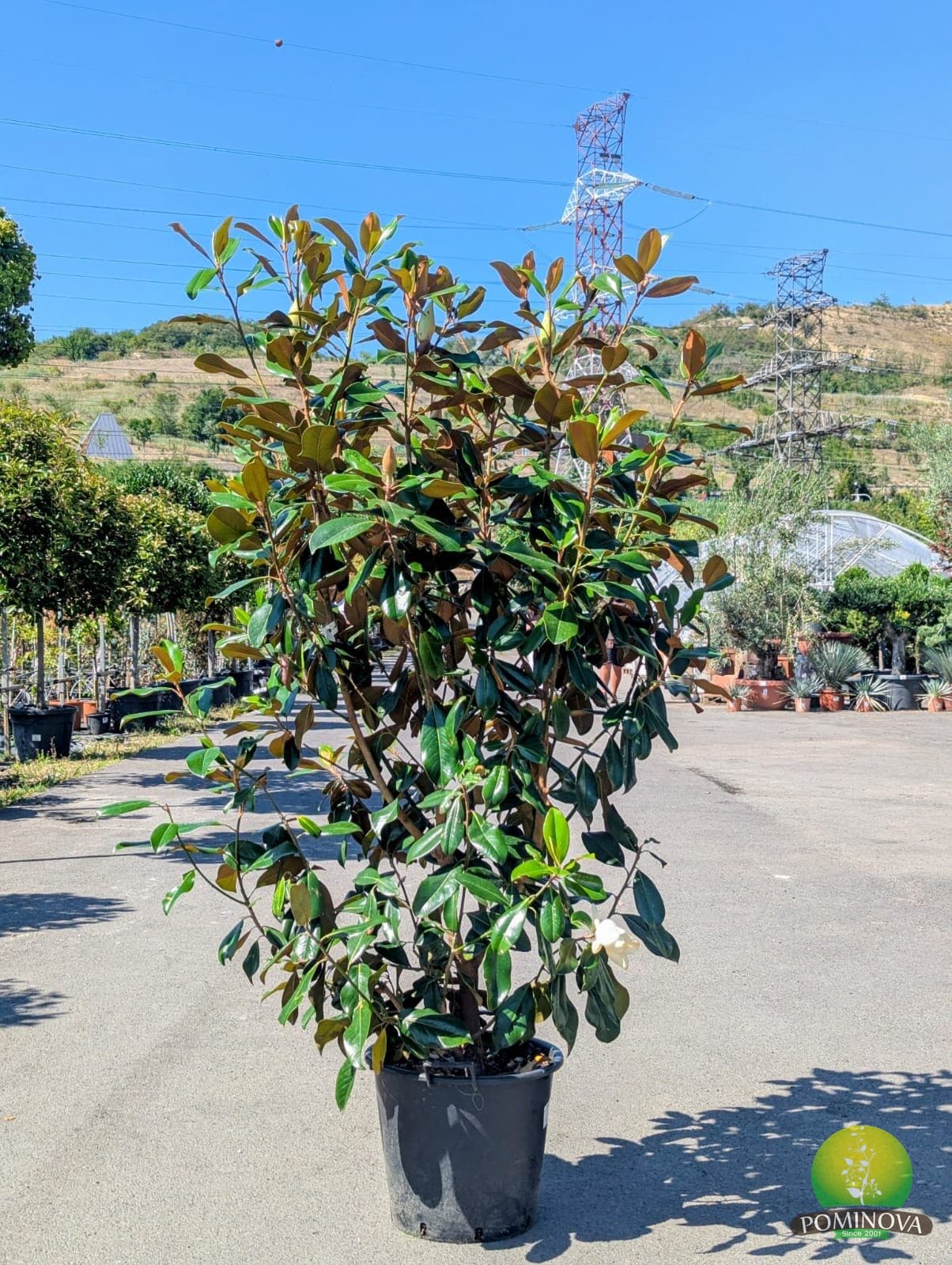 Magnolia grandiflora 'Gallisoniensis Praecox' — imagine 1