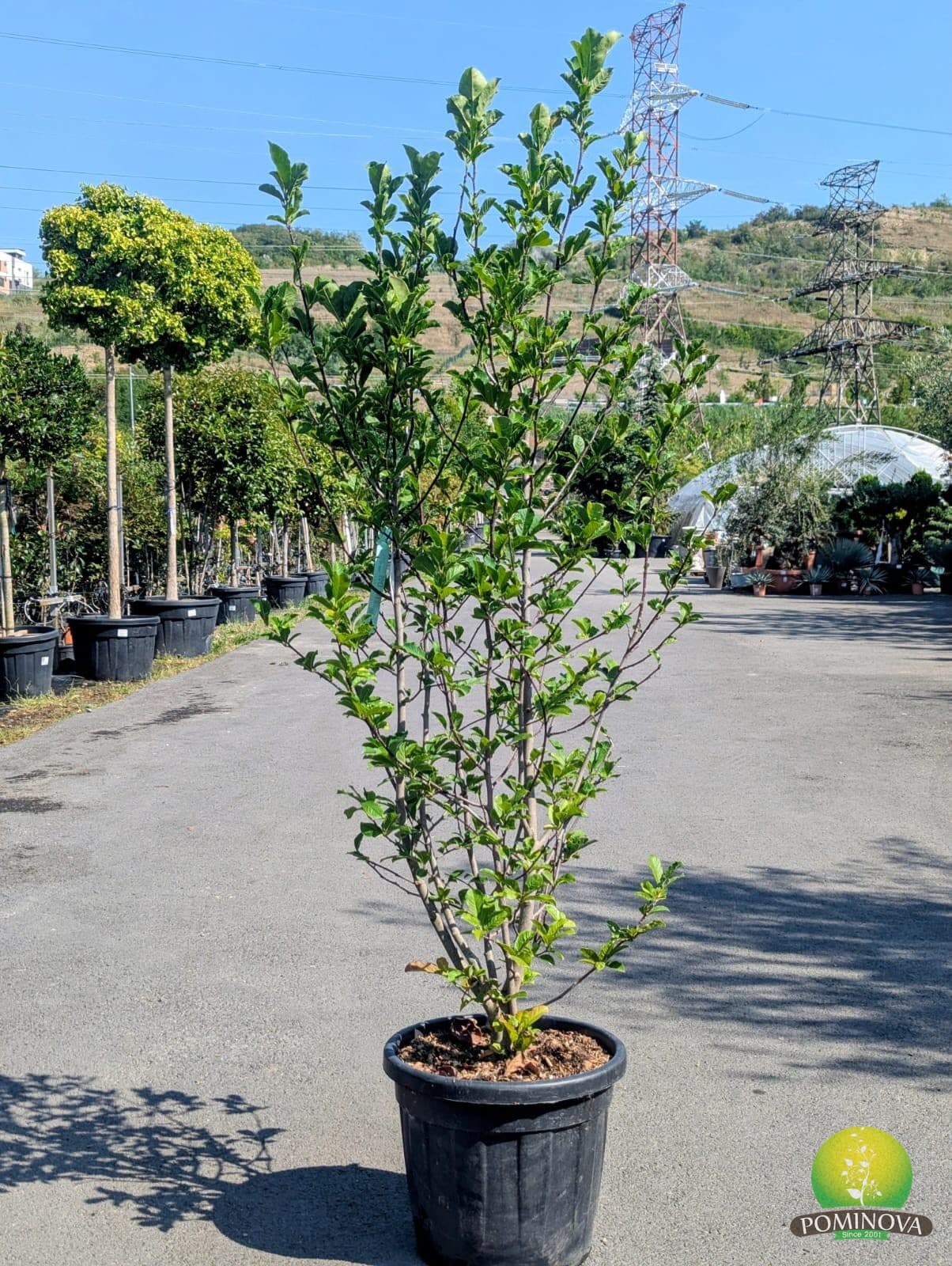 Magnolie 'Merrill' (Magnolia × loebneri 'Merrill') — imagine 1