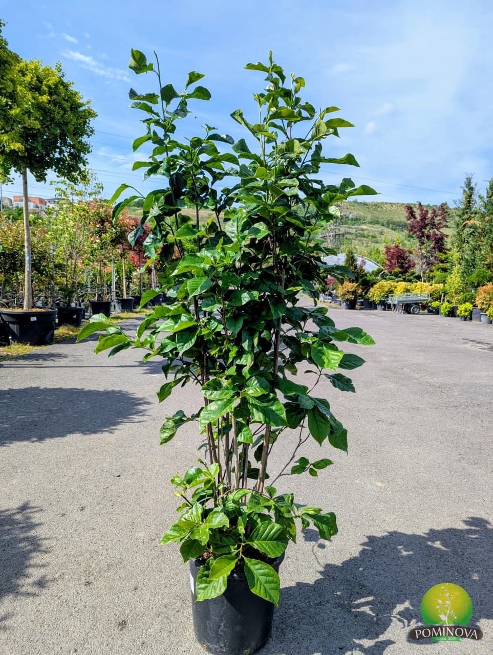 Magnolia liliflora 'Nigra' — imagine 1