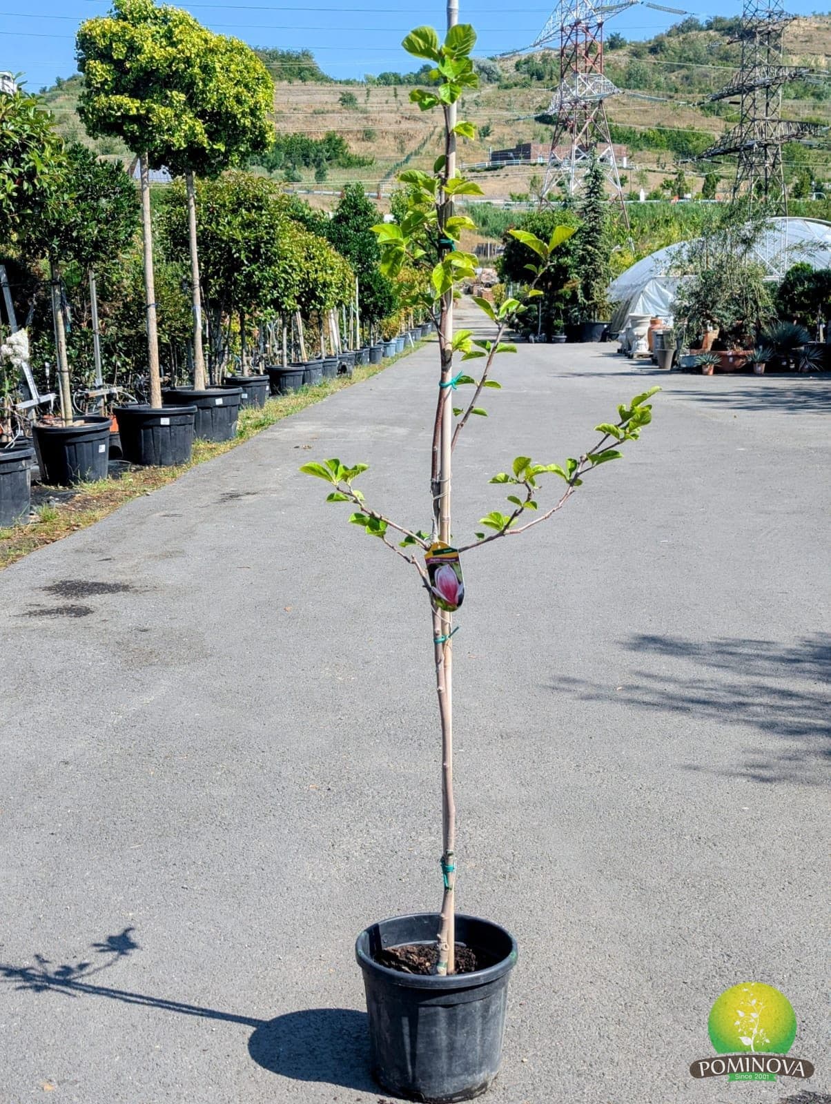 Magnolia 'Satisfaction' — imagine 1