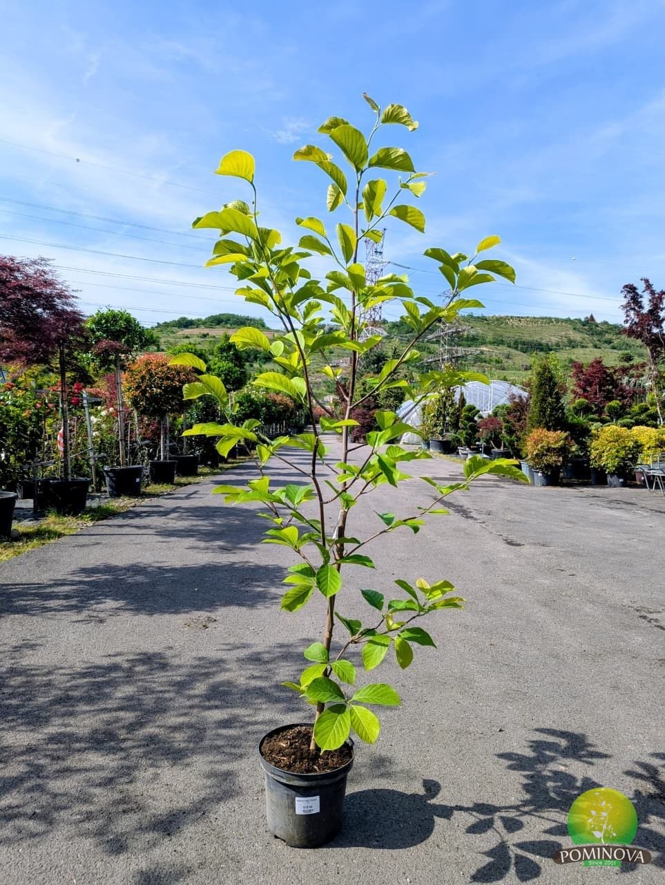 Magnolie albă (Magnolia denudata 'Double Diamond') — imagine 1
