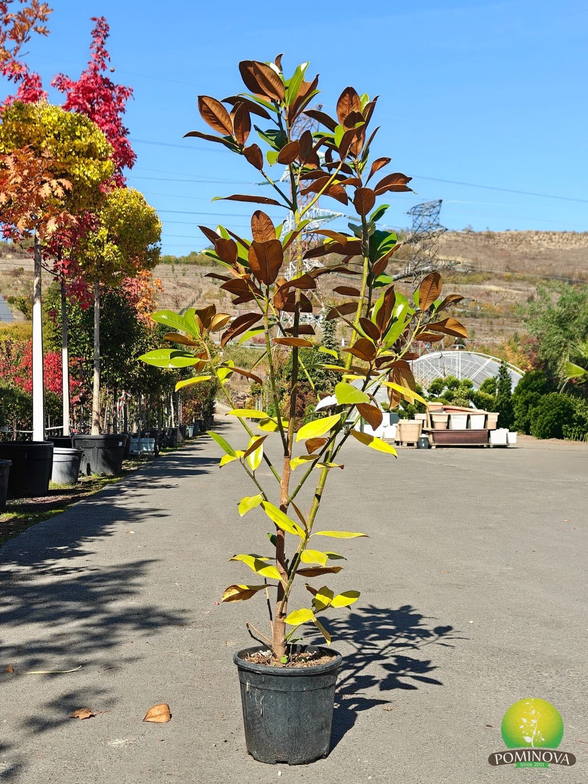 Magnolie veșnic verde (Magnolia grandiflora 'Gallisoniensis') - imagine 2