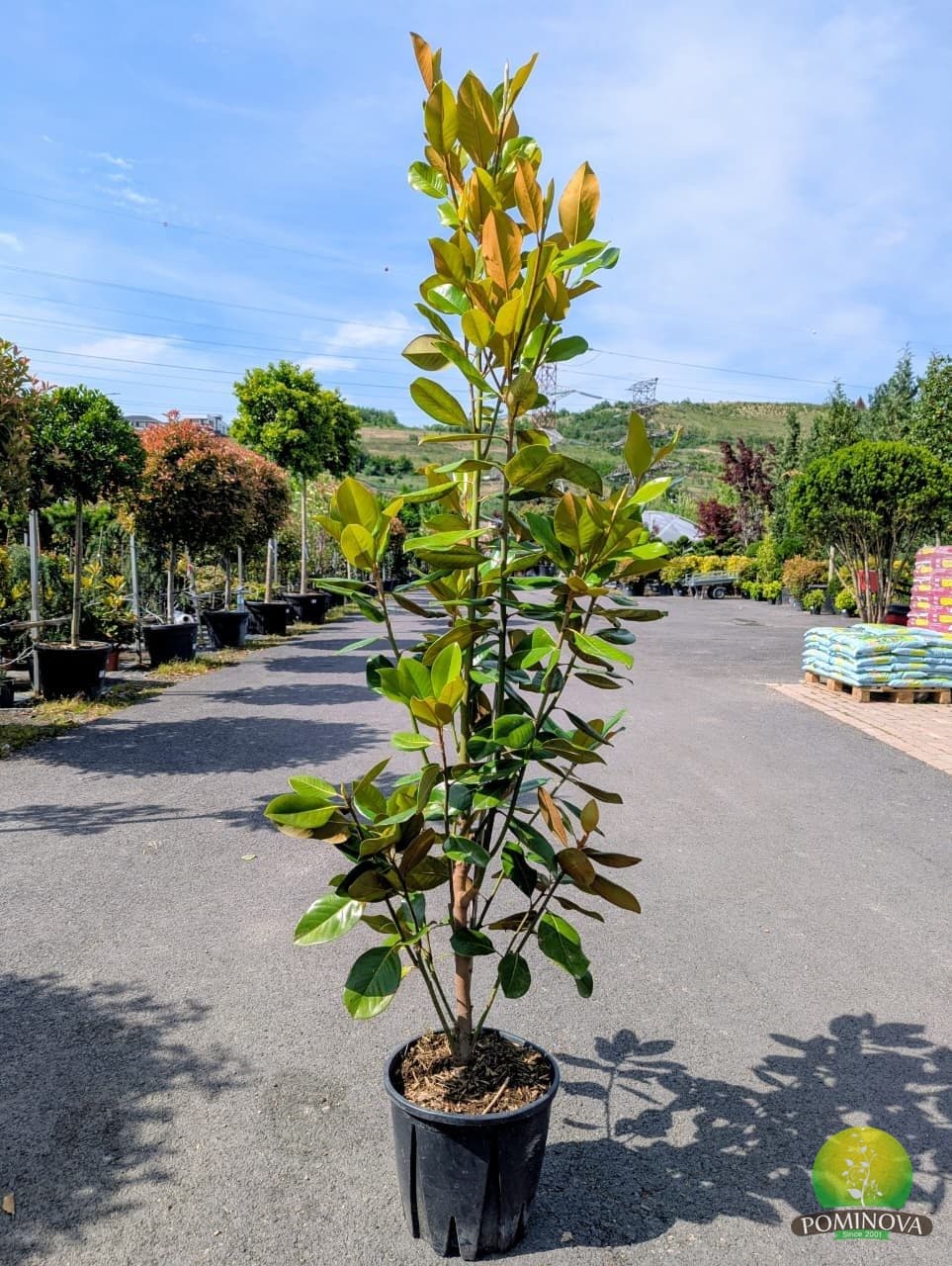 Magnolie veșnic verde (Magnolia grandiflora 'Gallisoniensis') — imagine 1