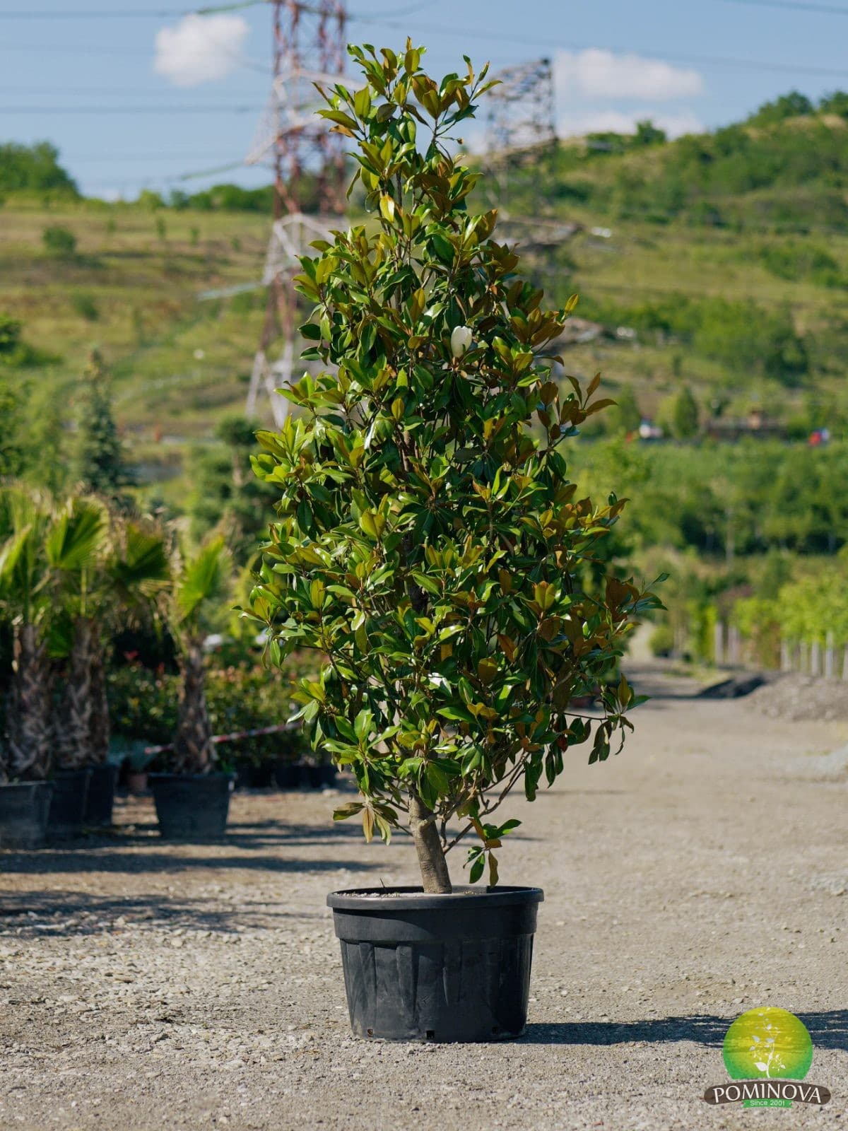 Magnolie veșnic verde (Magnolia grandiflora 'Gallisoniensis')