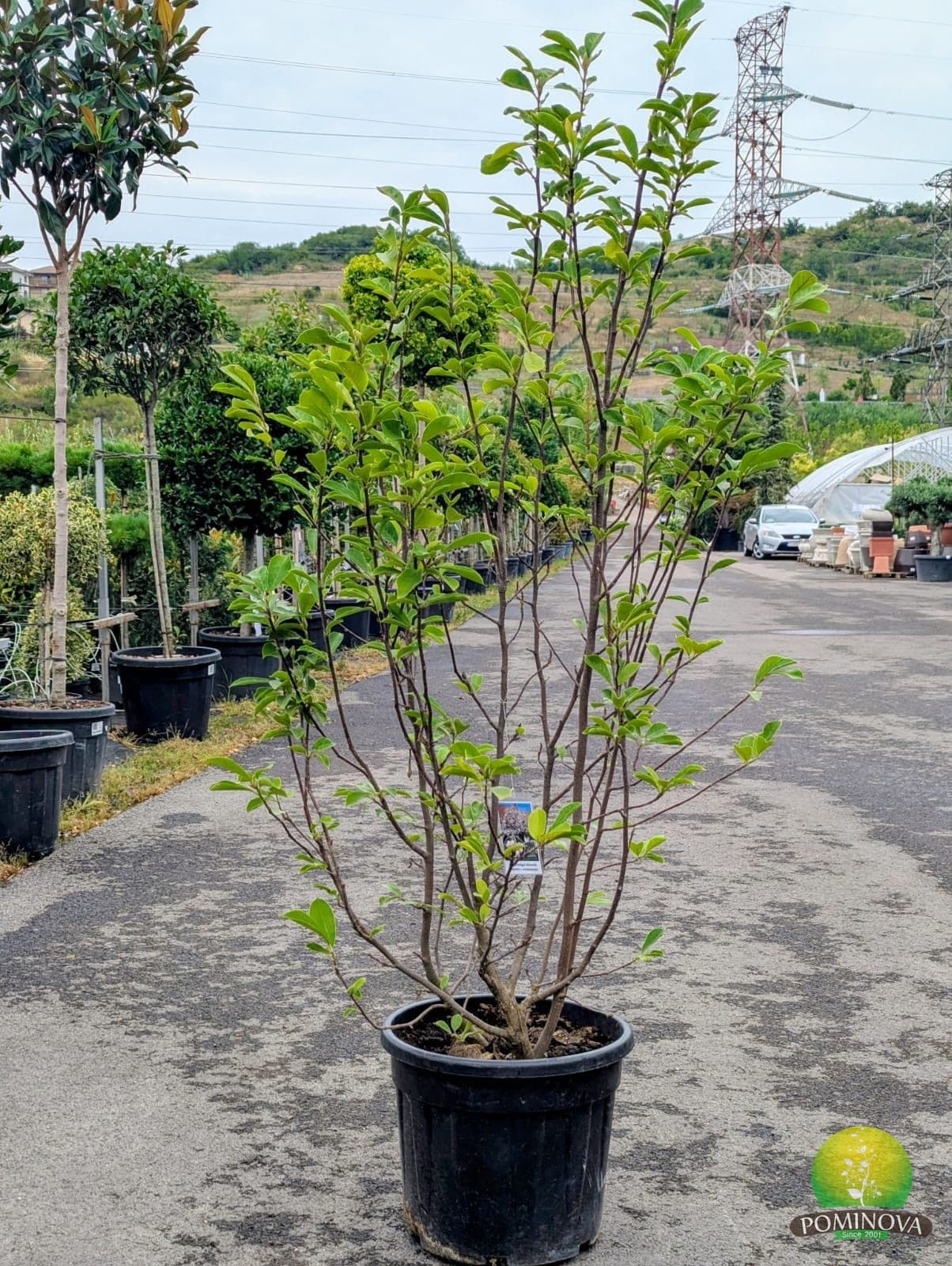 Magnolie soulangeana (Magnolia soulangeana) — imagine 1