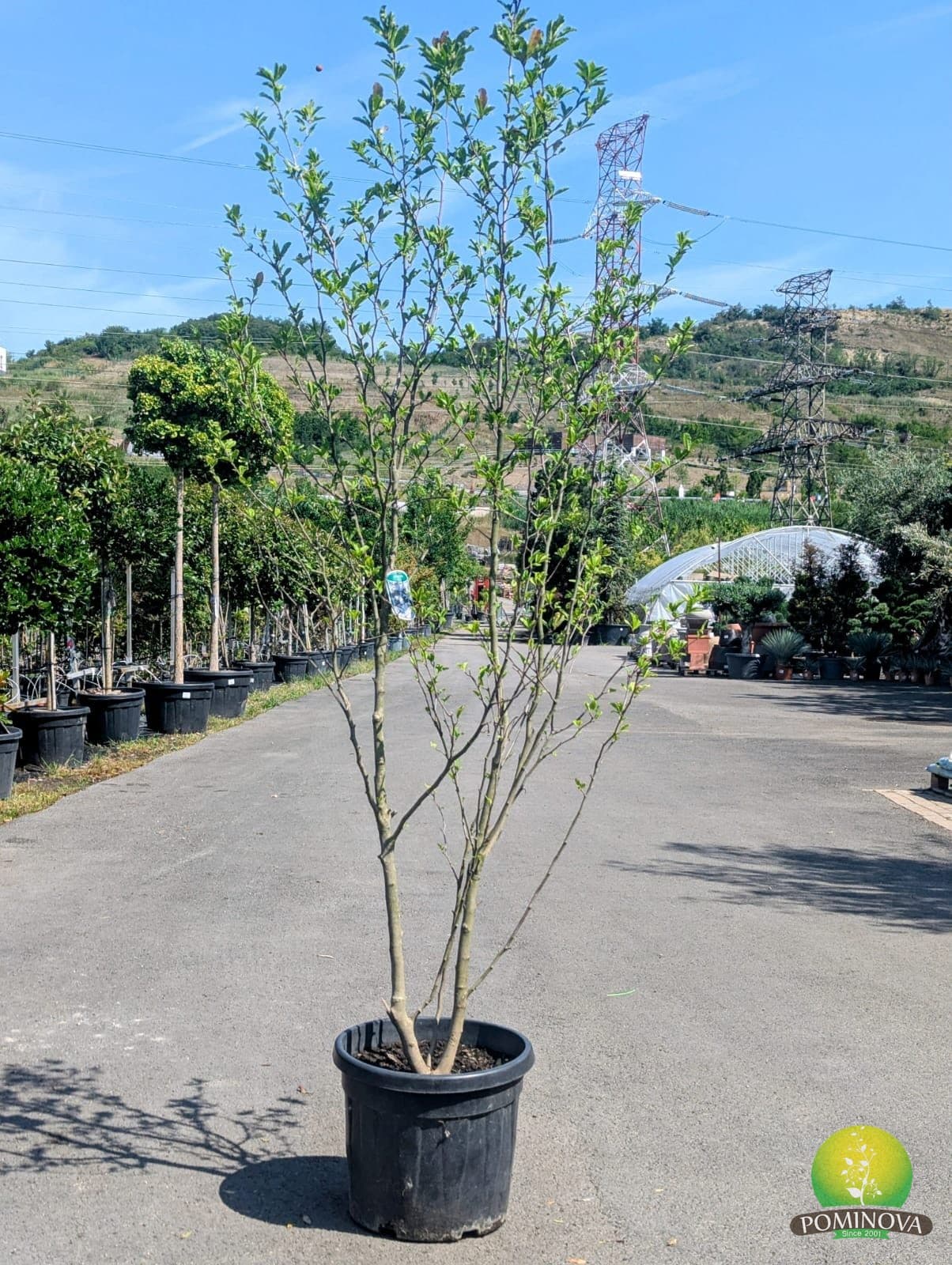 Magnolie stelată roz (Magnolia stellata 'Rosea') — imagine 1