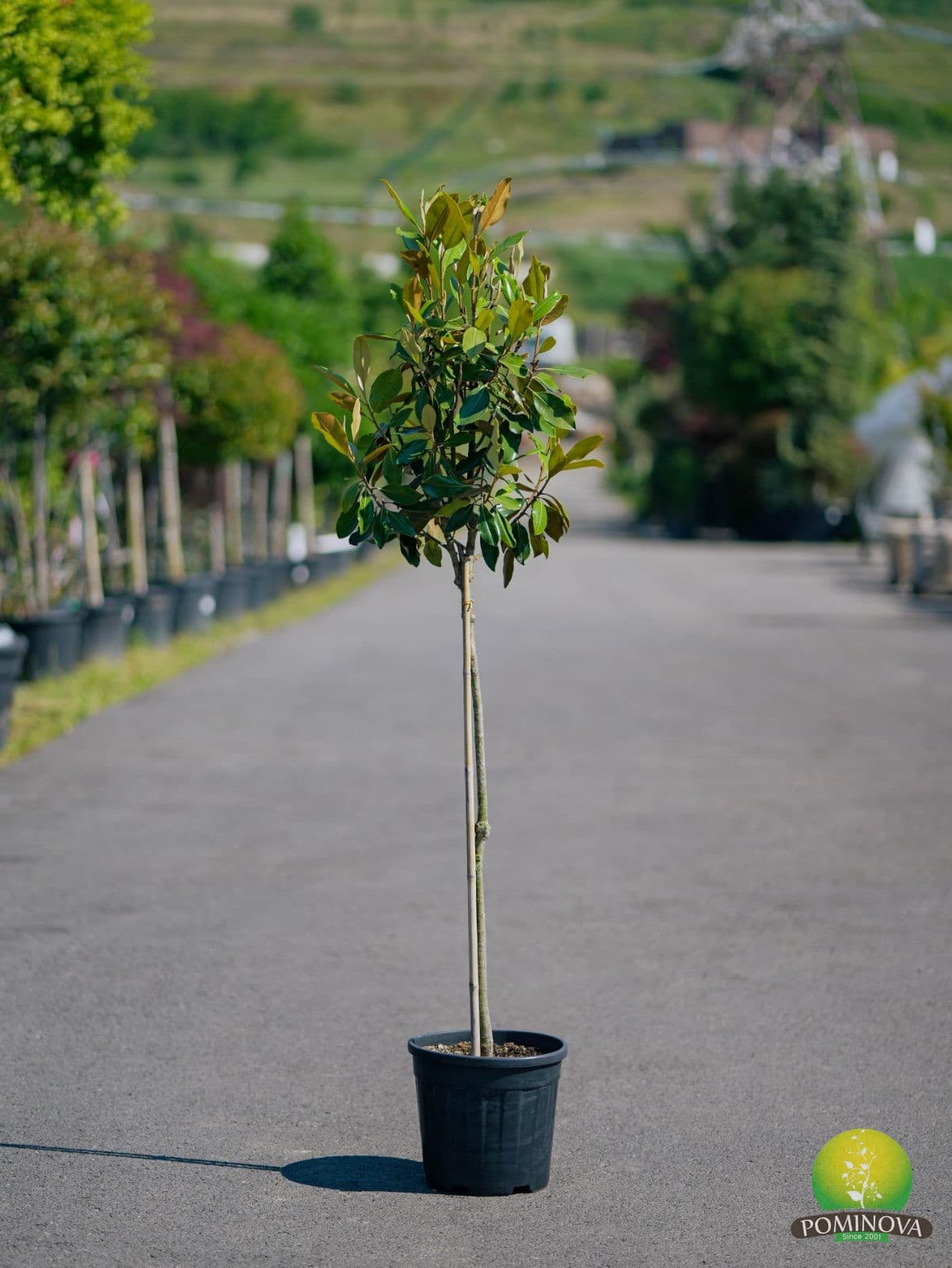Magnolie veșnic verde pitică (Magnolia grandiflora 'Little Gem') — imagine 1