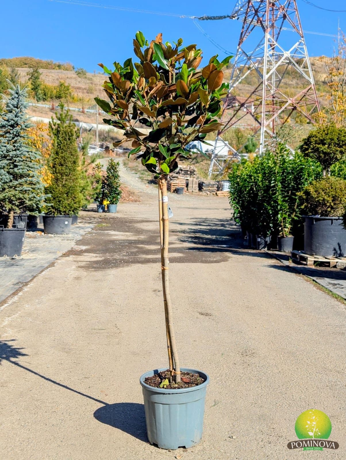 Magnolie veșnic verde pitică (Magnolia grandiflora 'Little Gem') - imagine 2