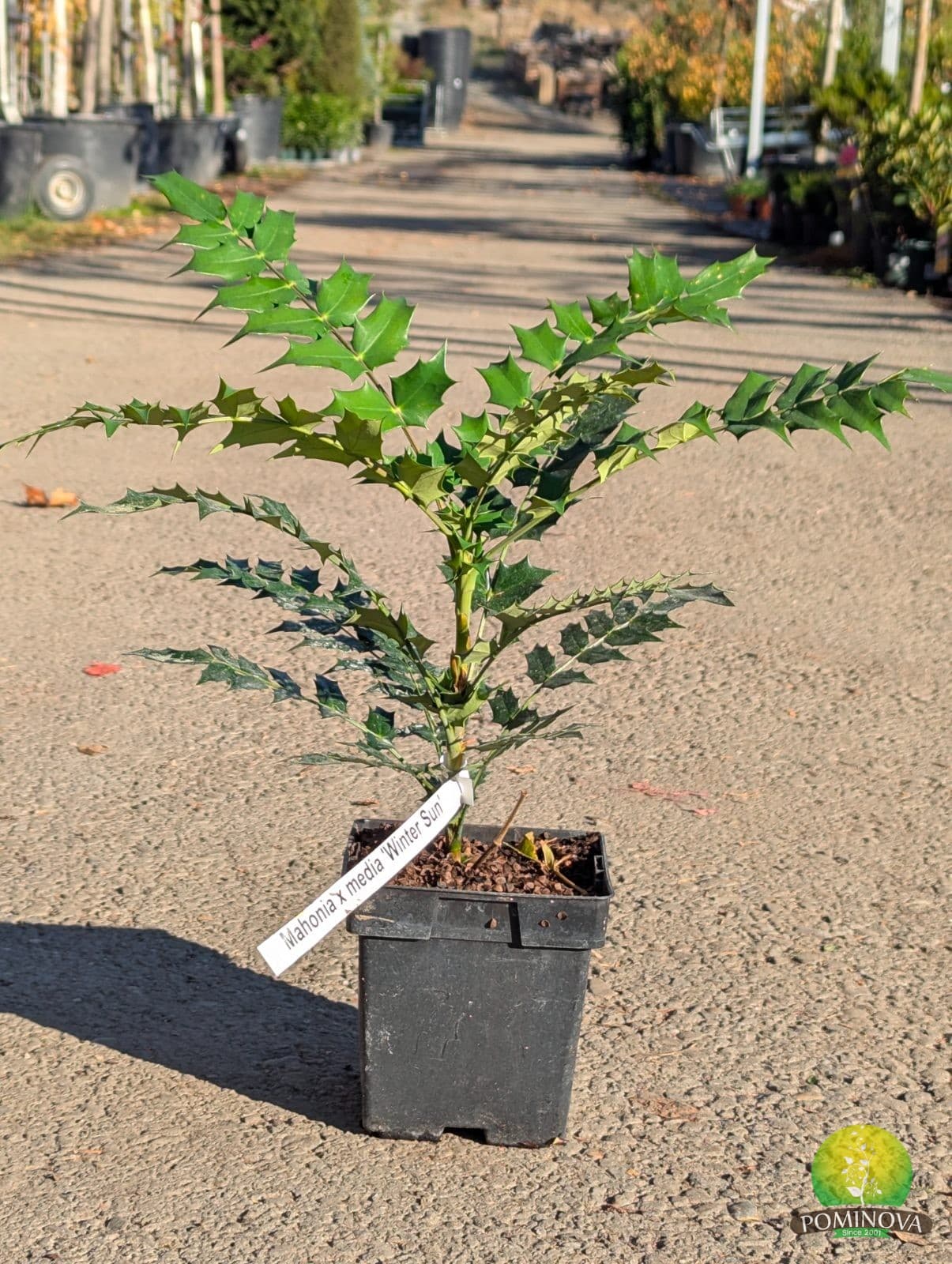 Mahonia ‘Winter Sun’ (Mahonia x media ‘Winter Sun’ ) - imagine 2