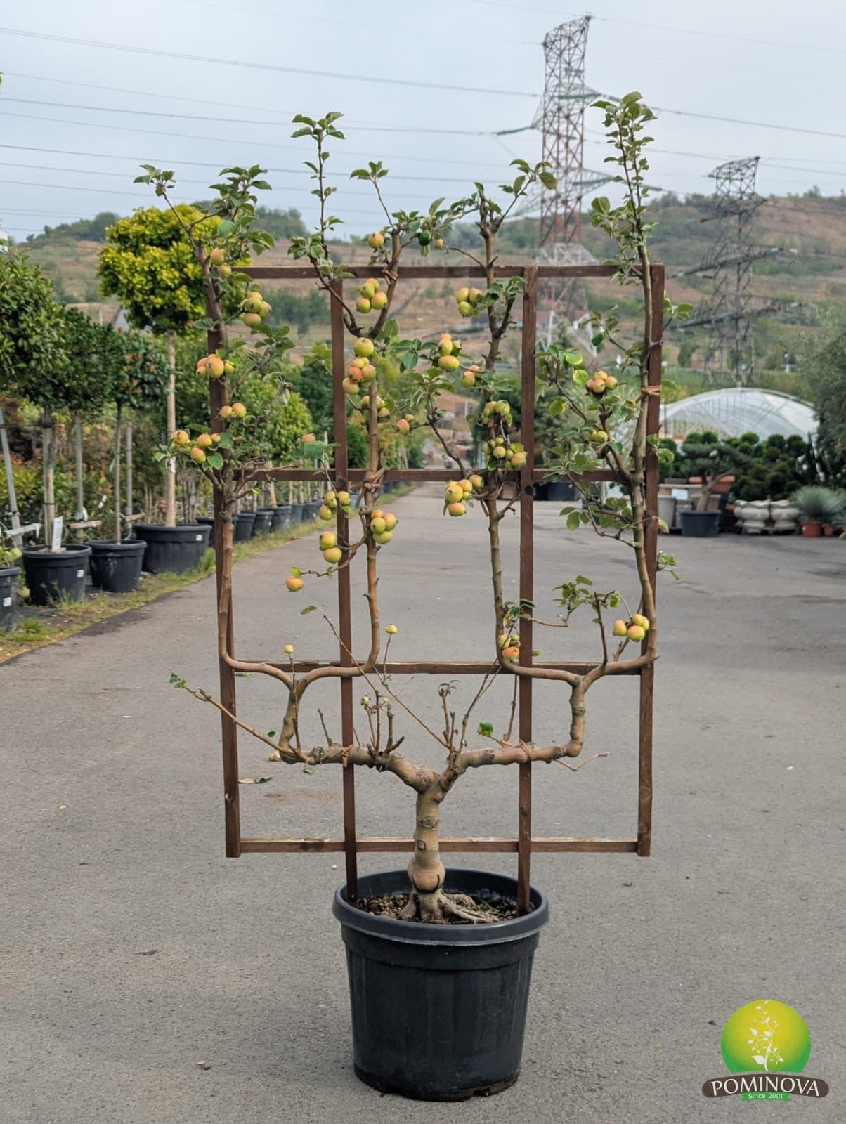Măr 'Reine des Reinettes' - SPALIER (Malus 'Reine des Reinettes' - SPALIER) — imagine 1