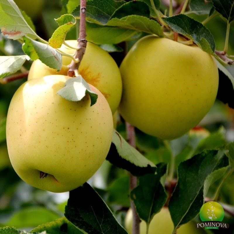 Măr Golden Delicious - imagine 1