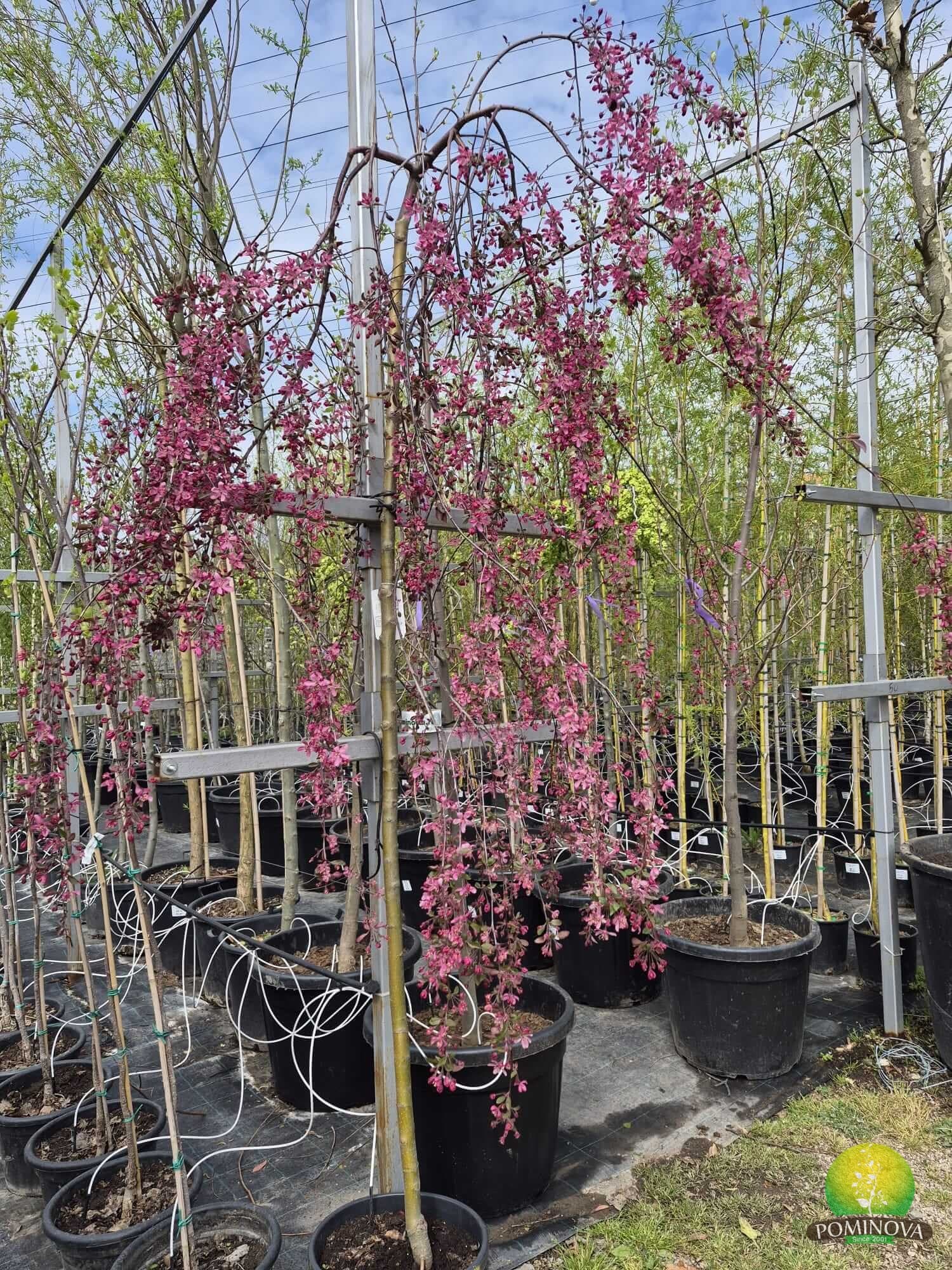 Măr ornamental Royal Beauty — imagine 1