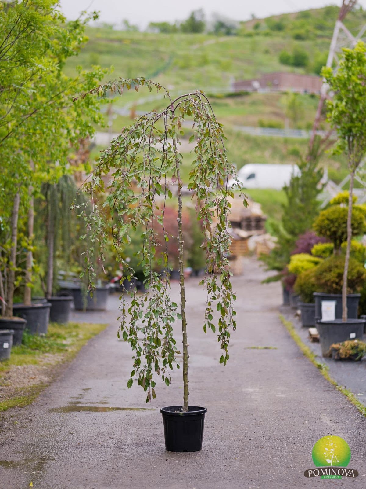 Măr ornamental Royal Beauty (Malus 'Royal Beauty') — imagine 1
