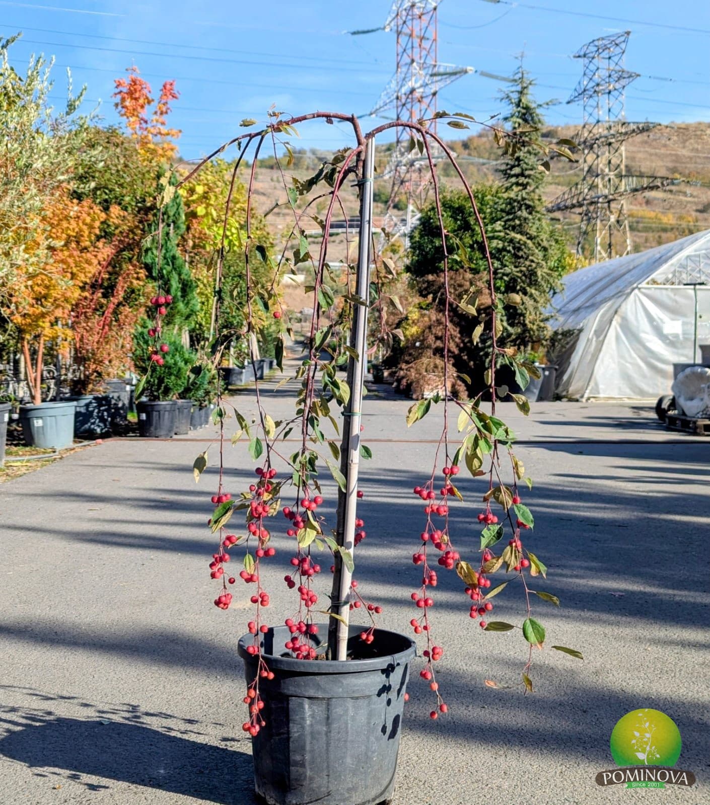 Măr ornamental Royal Beauty (Malus 'Royal Beauty') - imagine 4