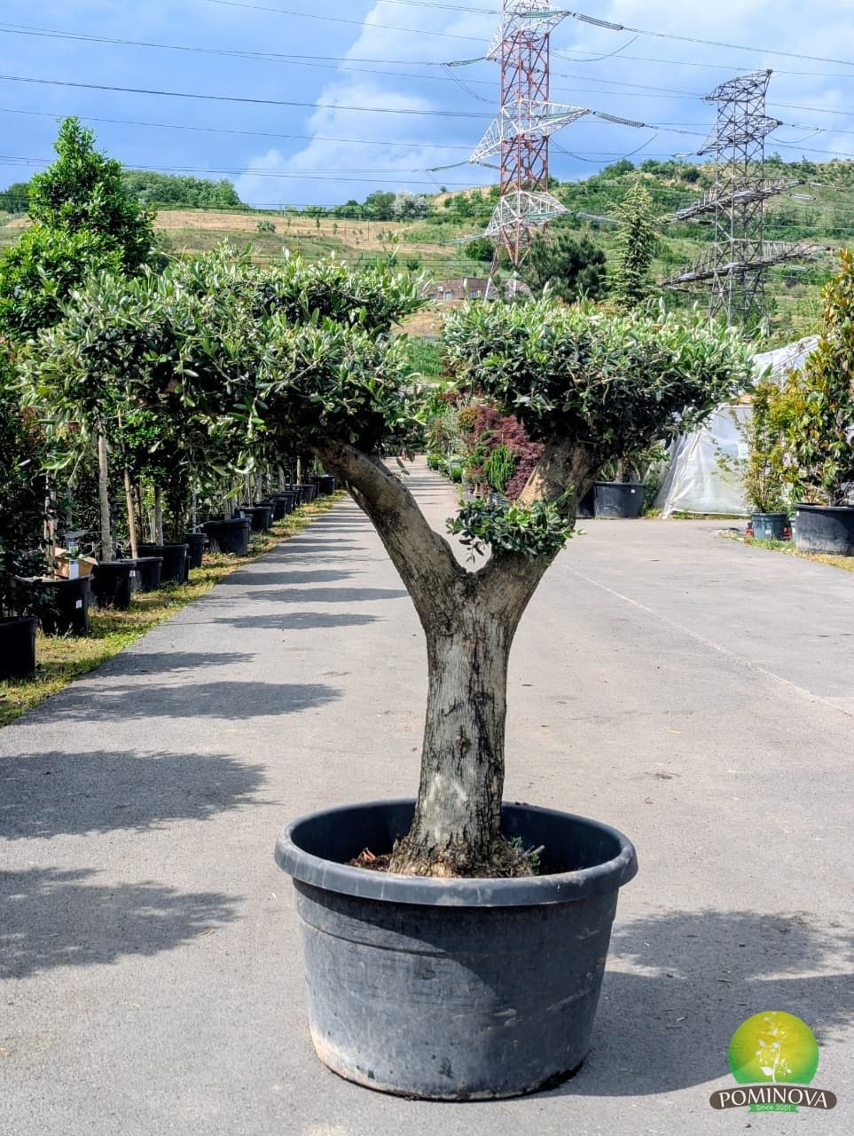 Maslin bonsai (Olea europaea 'Arberquino' - Bonsai) — imagine 1