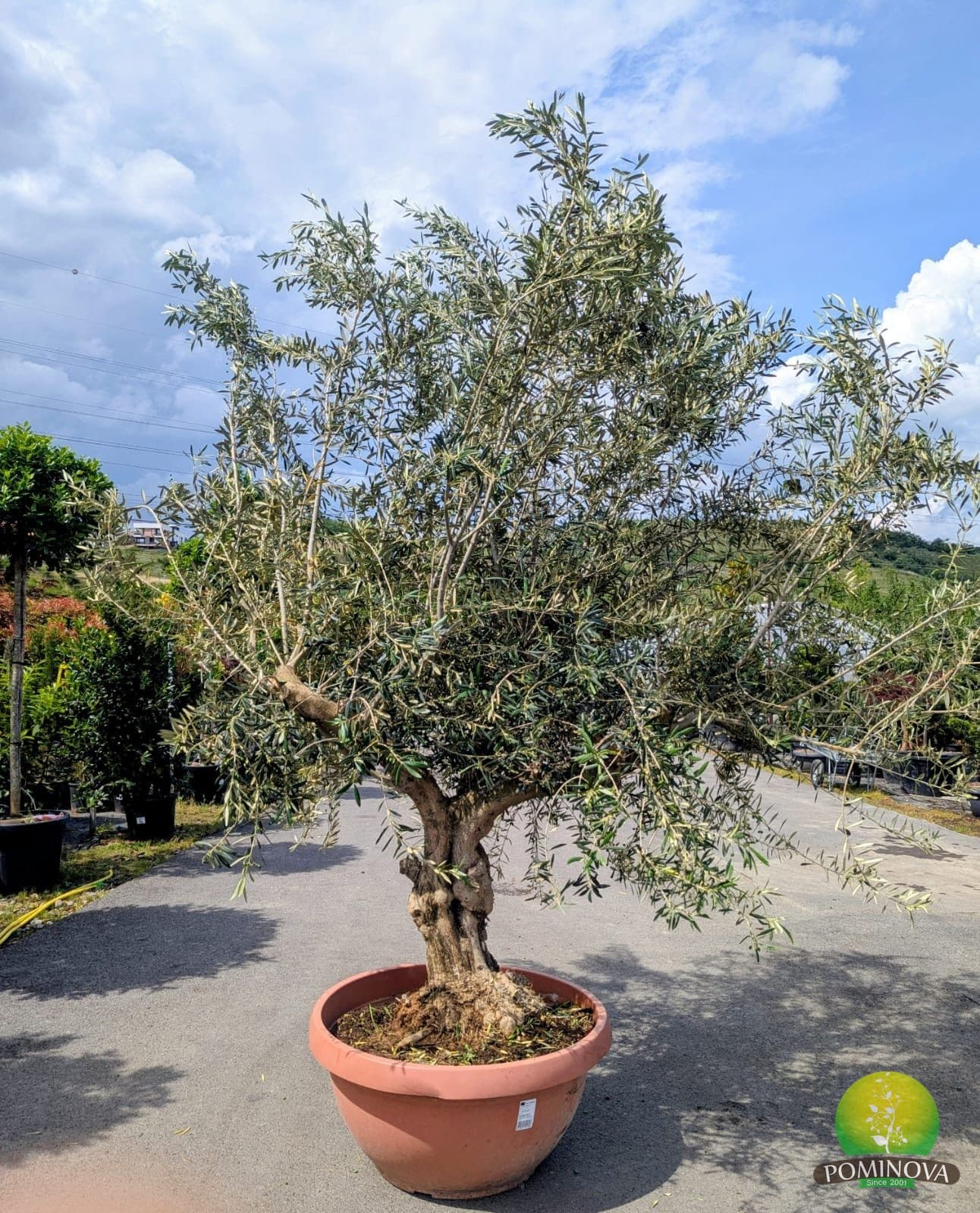 Maslin Manzanillo (Olea europaea Manzanillo) — imagine 1
