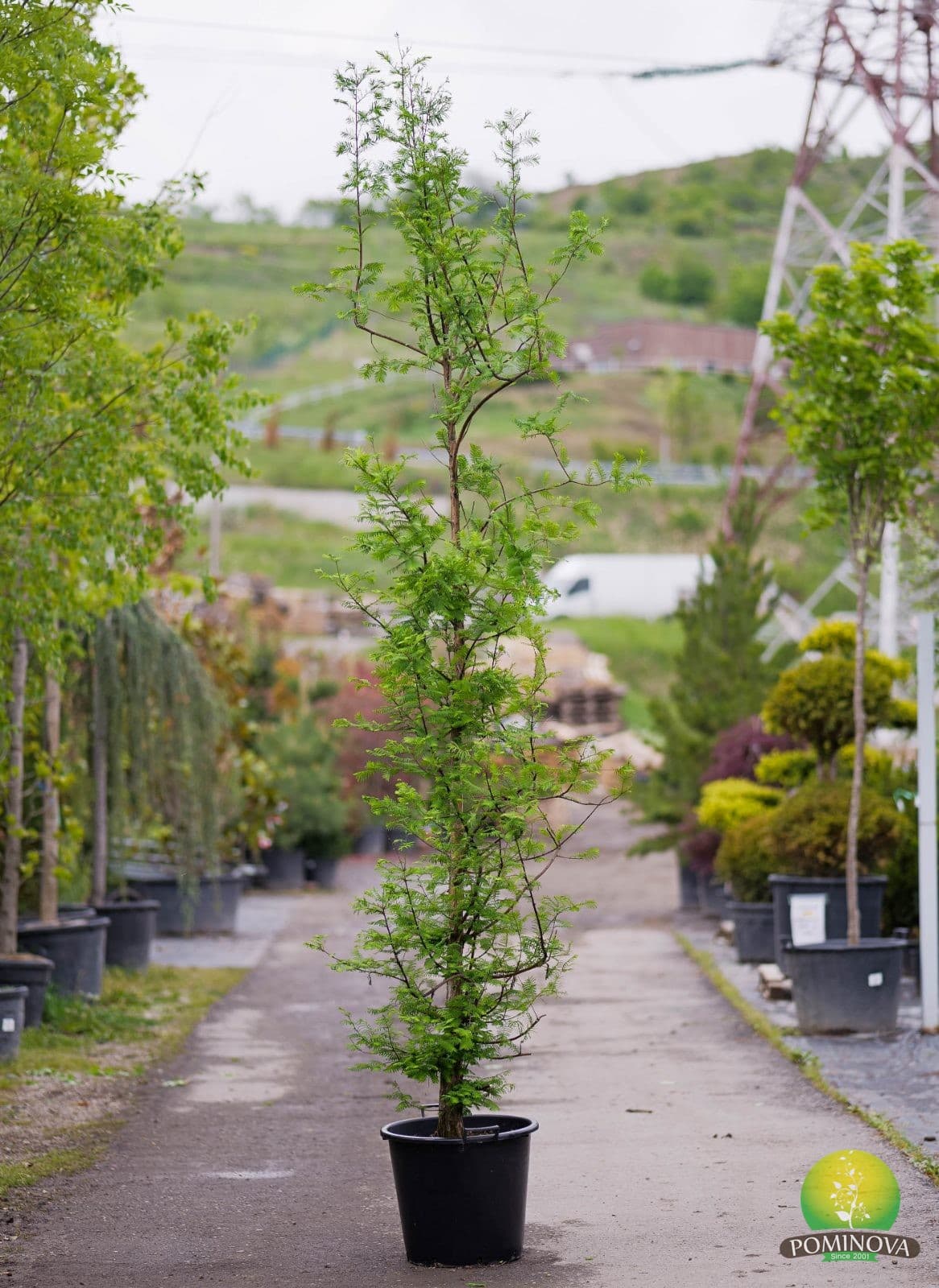 Metasequoia — imagine 1