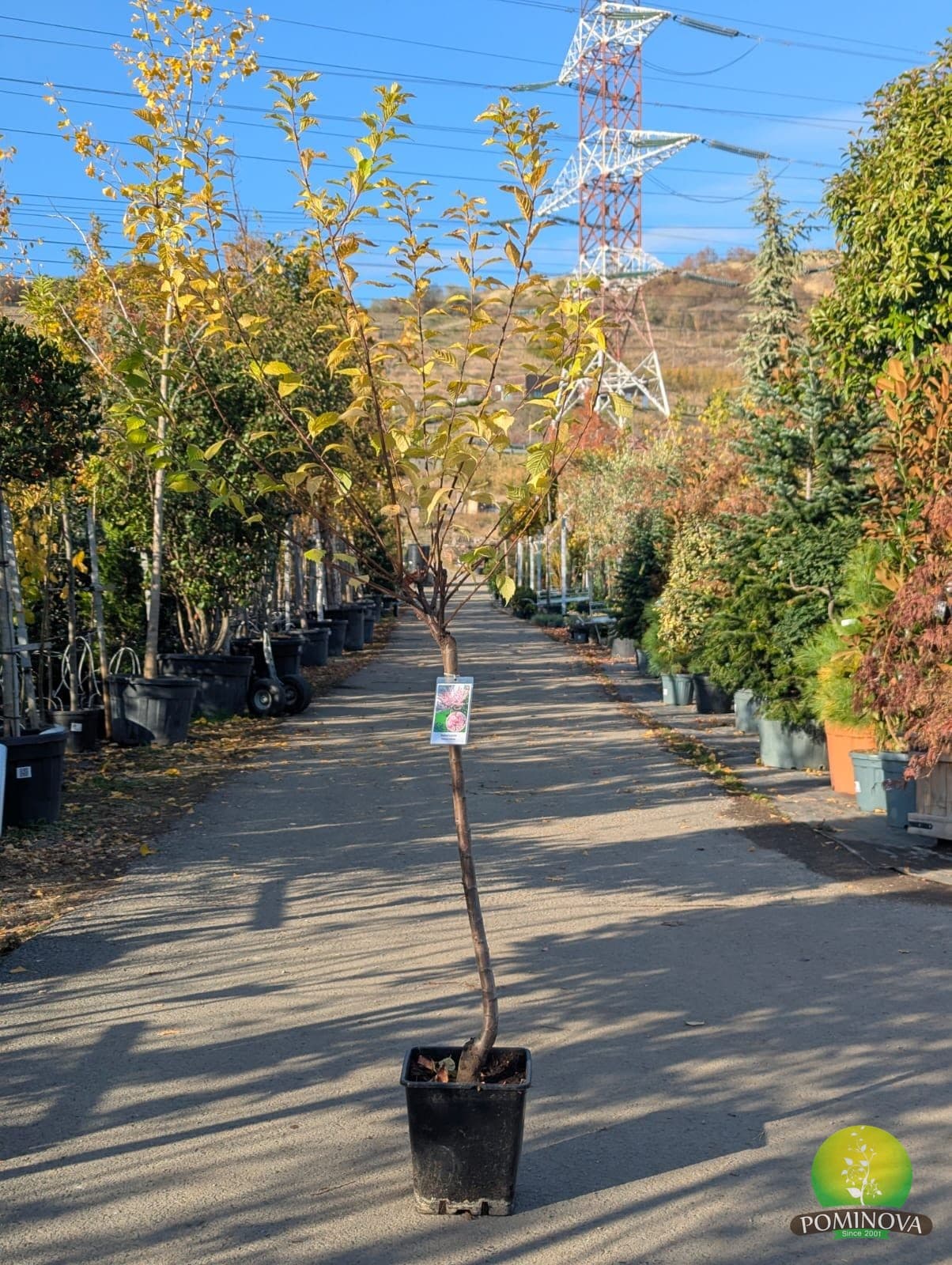 Migdal japonez (Prunus triloba)