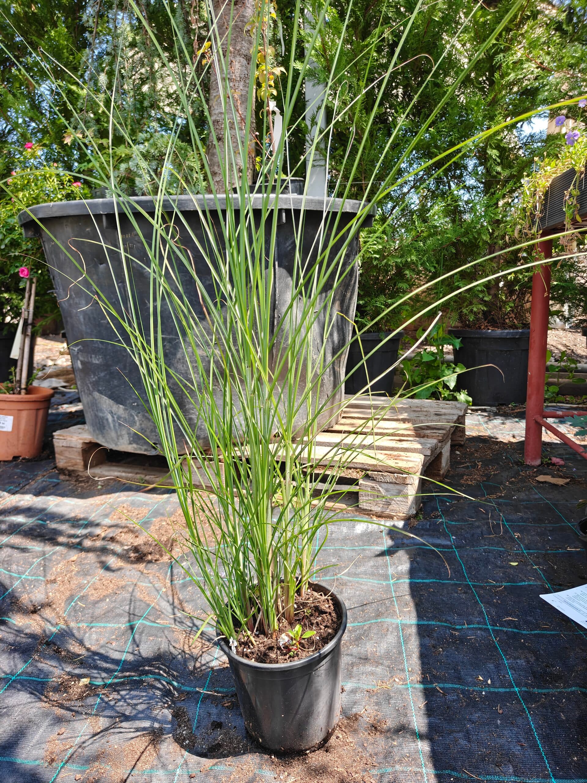 Stuf chinezesc (Miscanthus sinensis ‘Zebrinus’) — imagine 1