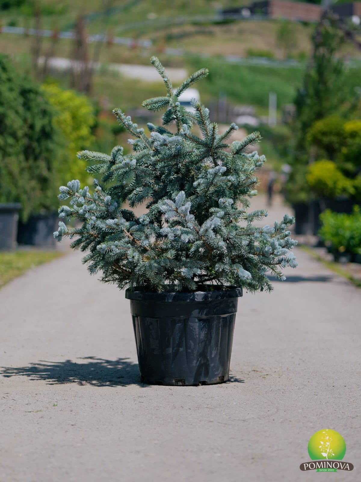Molid albastru 'Oldenburg' (Picea pungens 'Oldenburg') — imagine 1