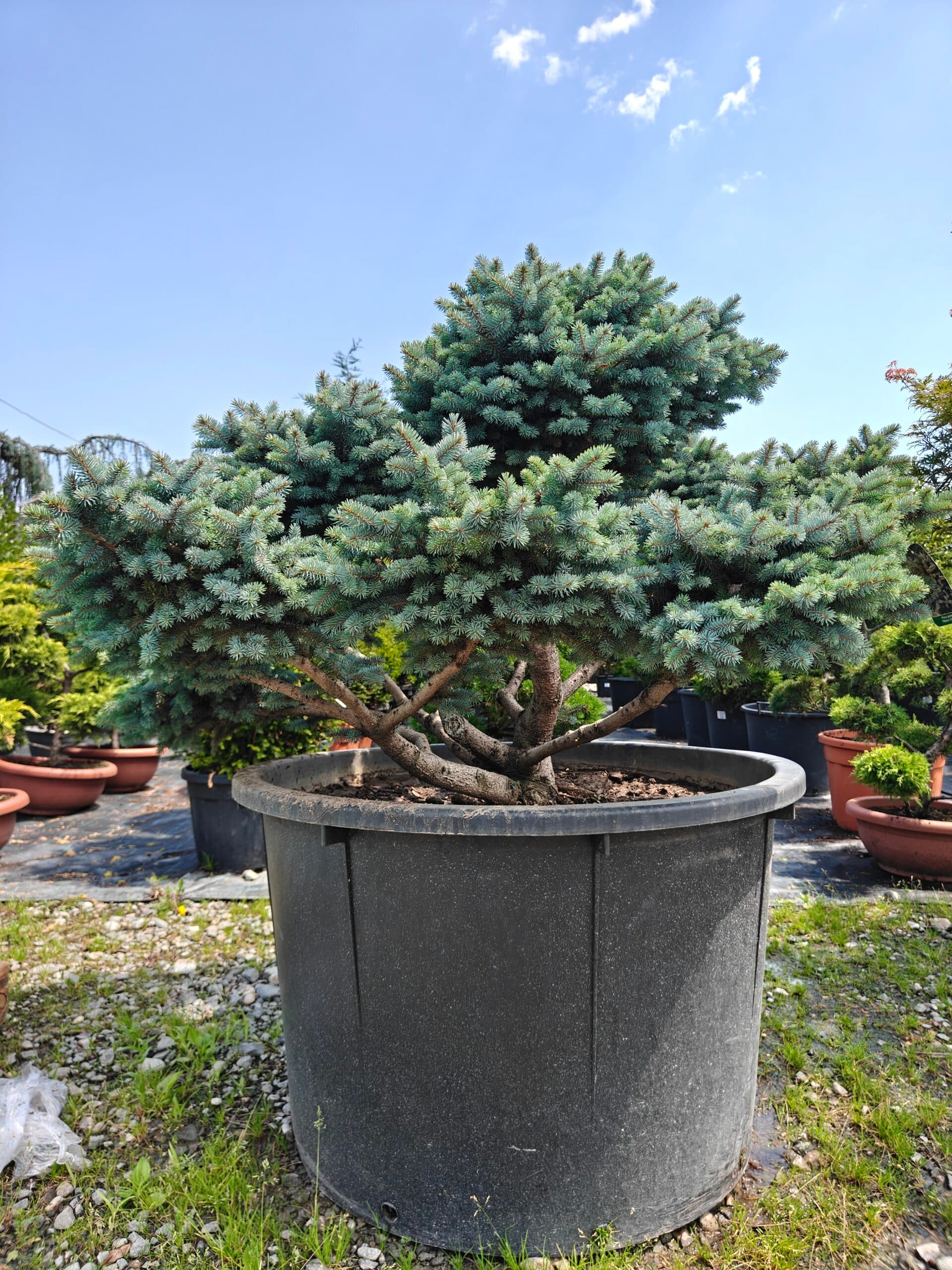 Molid argintiu bonsai (Picea pungens 'Glauca globosa' Bonsai)
