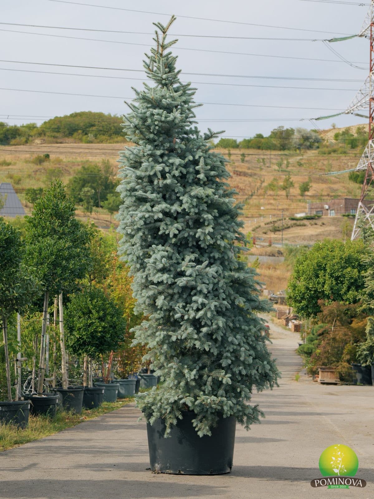 Molid argintiu 'Edith' (Picea pungens 'Edith') — imagine 1