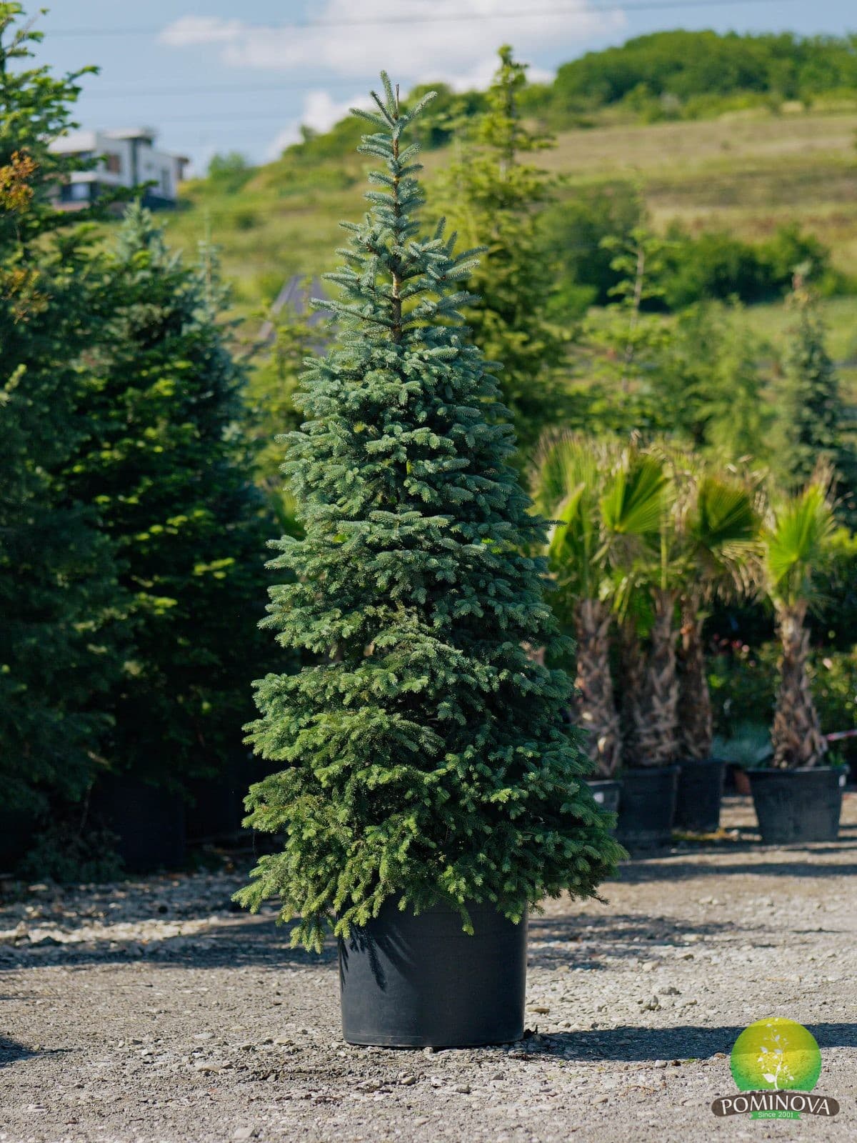 Molid argintiu (Picea pungens) — imagine 1