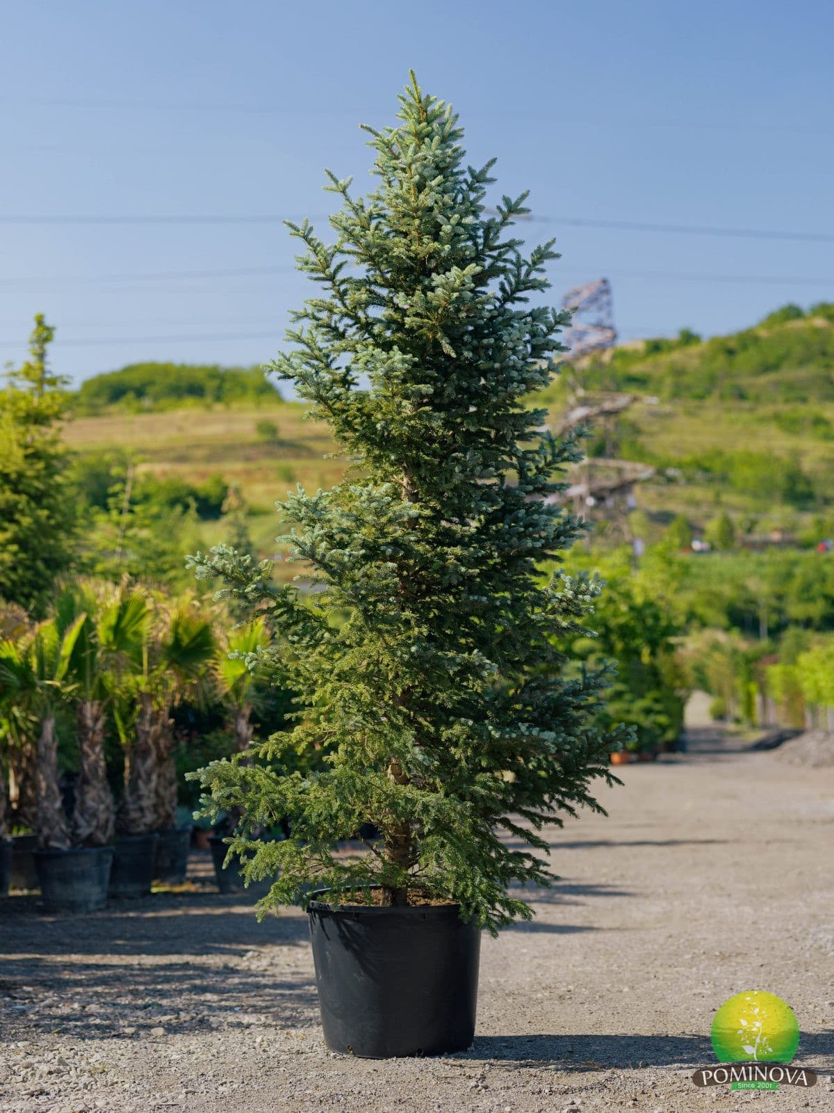 Molid argintiu (Picea pungens 'Balaton') — imagine 1
