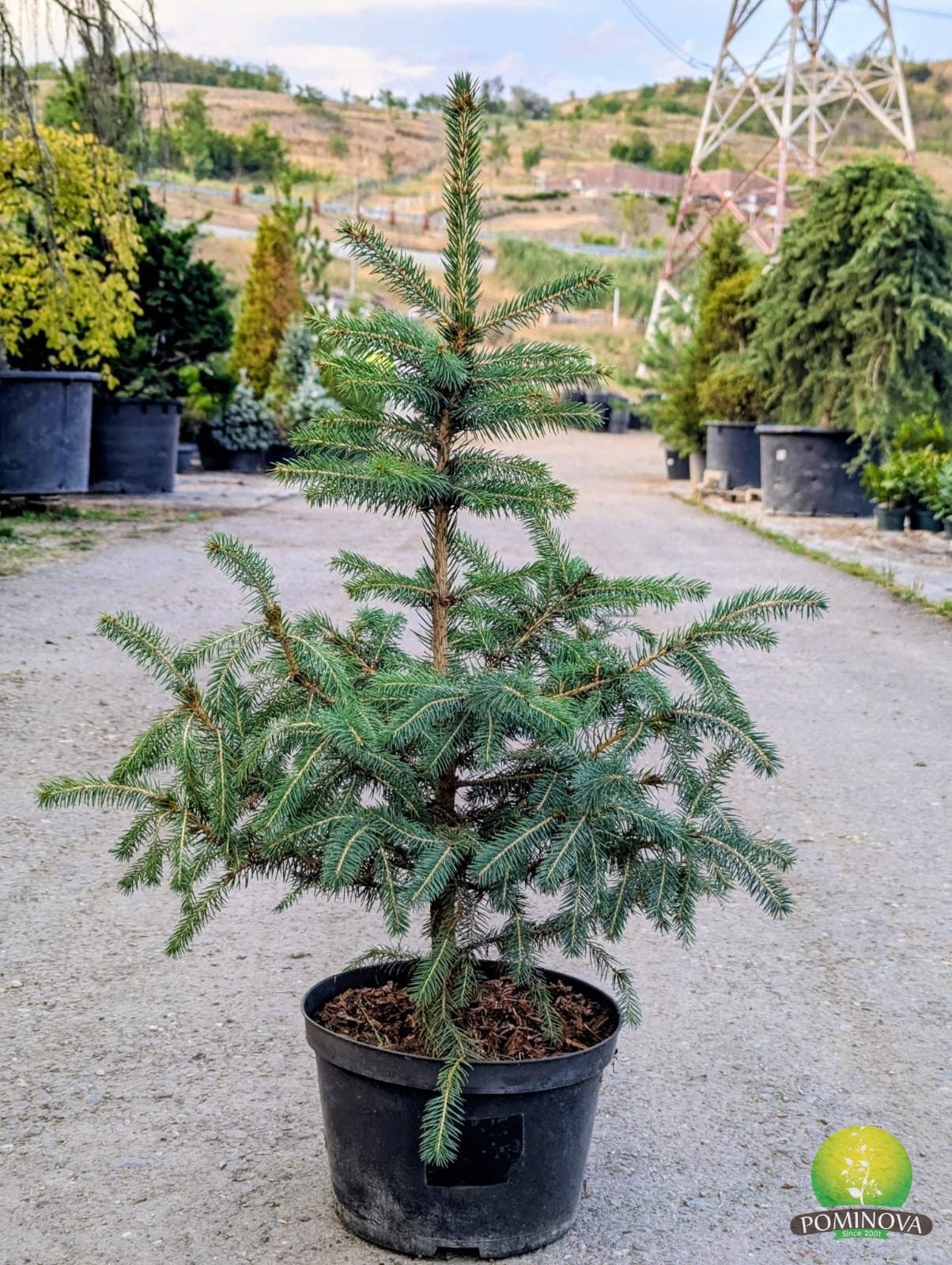 Molid argintiu 'Majestic Blue' (Picea pungens 'Majestic Blue') — imagine 1