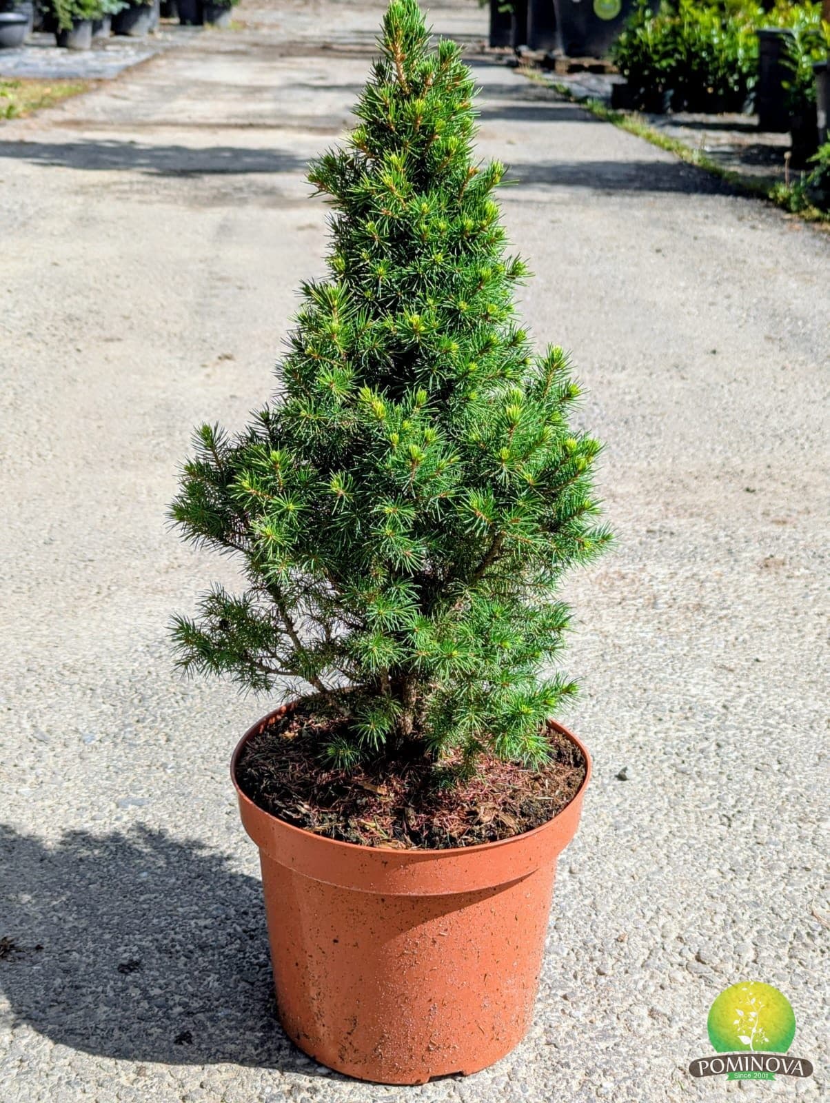 Molid conic pitic (Picea glauca 'Conica')