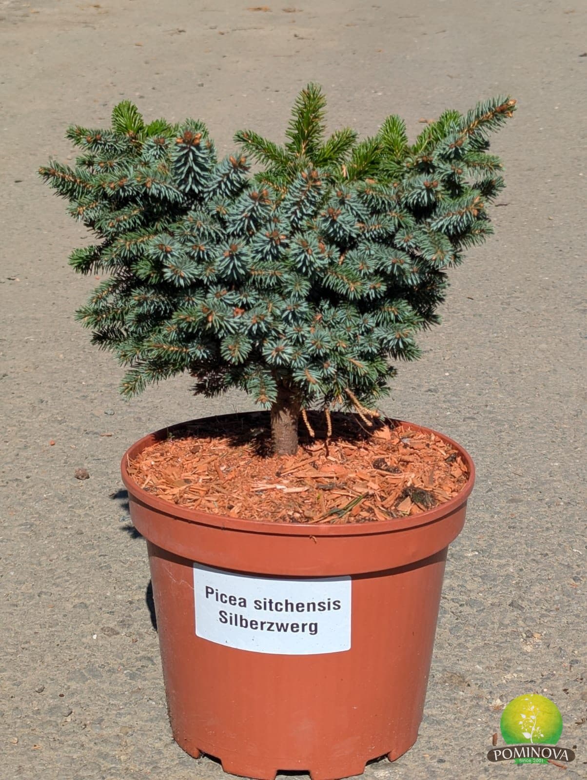 Molid de Sitka pitic ‘Silberzwerg’ (Picea sitchensis ‘Silberzwerg’) - imagine 1
