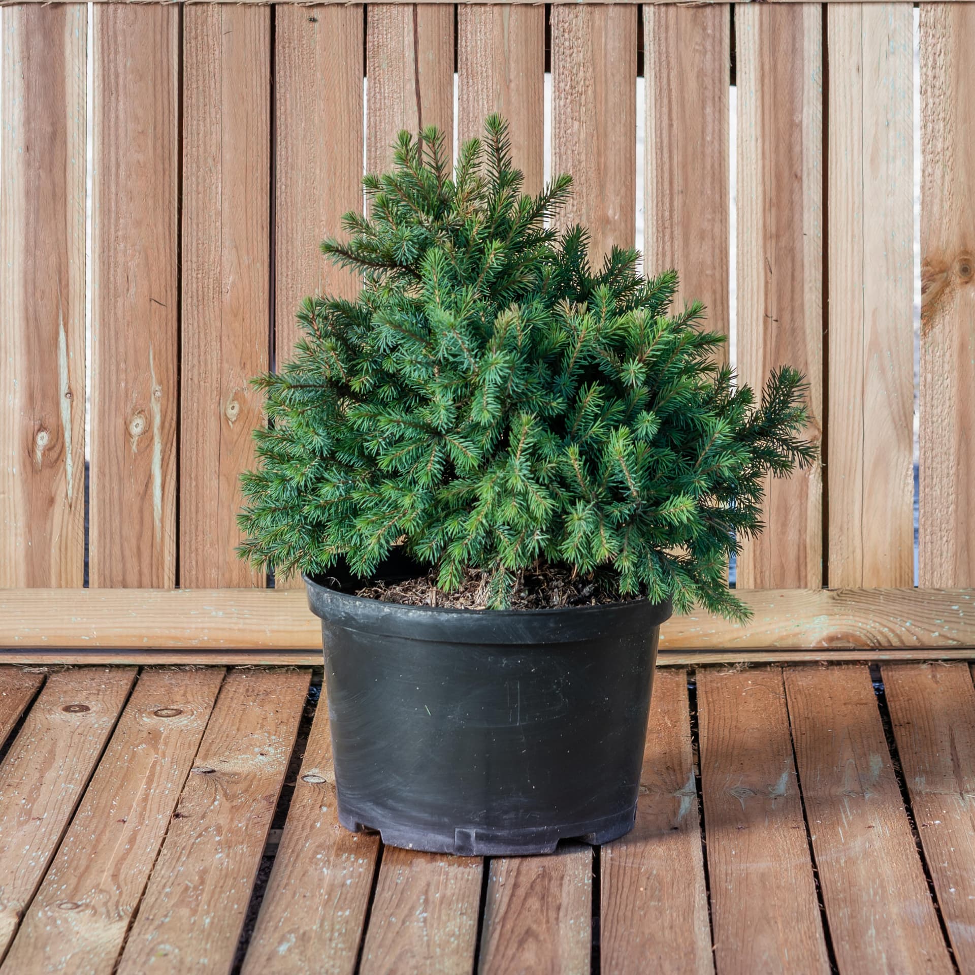 Molid pitic (Picea glauca 'Echiniformis')