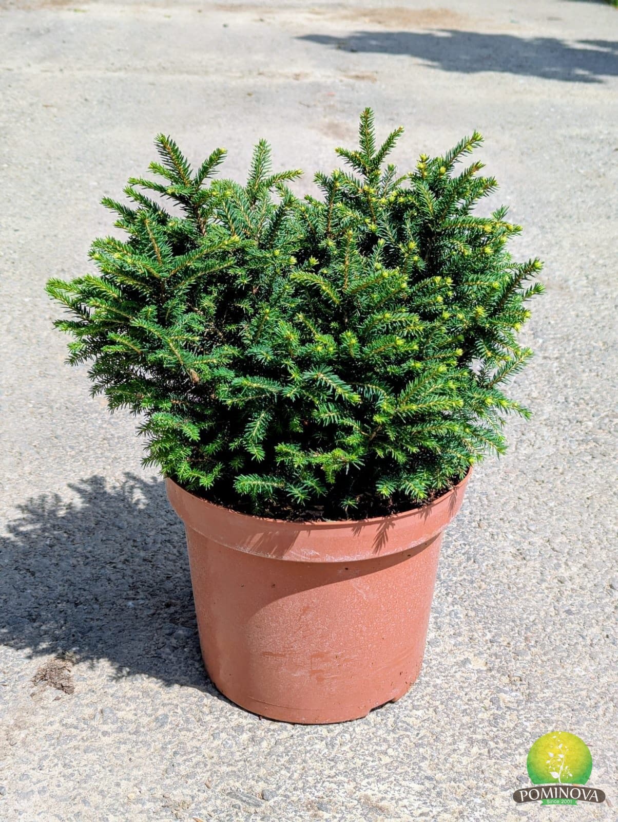 Molid sarbesc pitic (Picea omorika 'Karel') — imagine 1