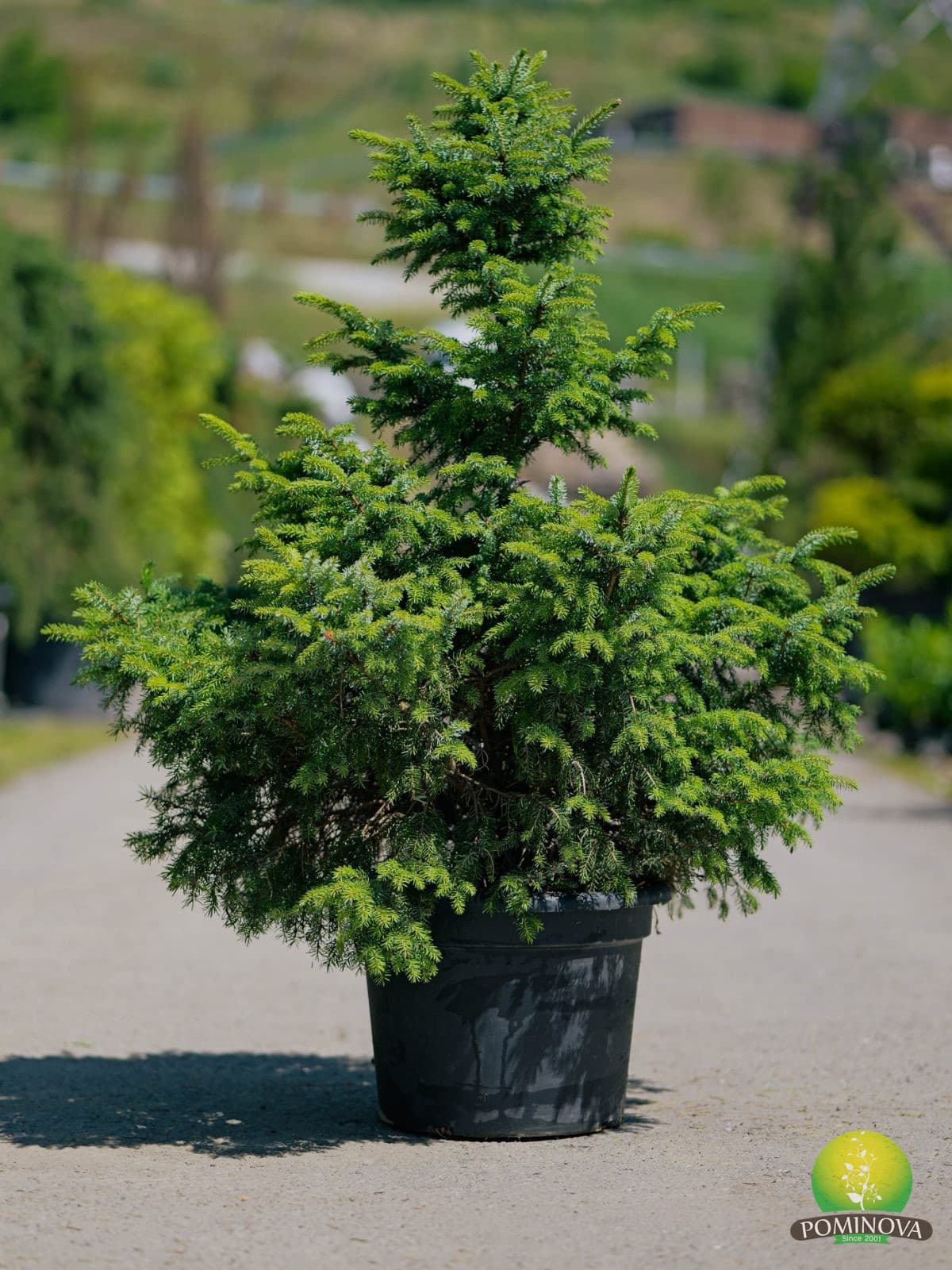 Molid sârbesc pitic (Picea omorika 'Nana') — imagine 1