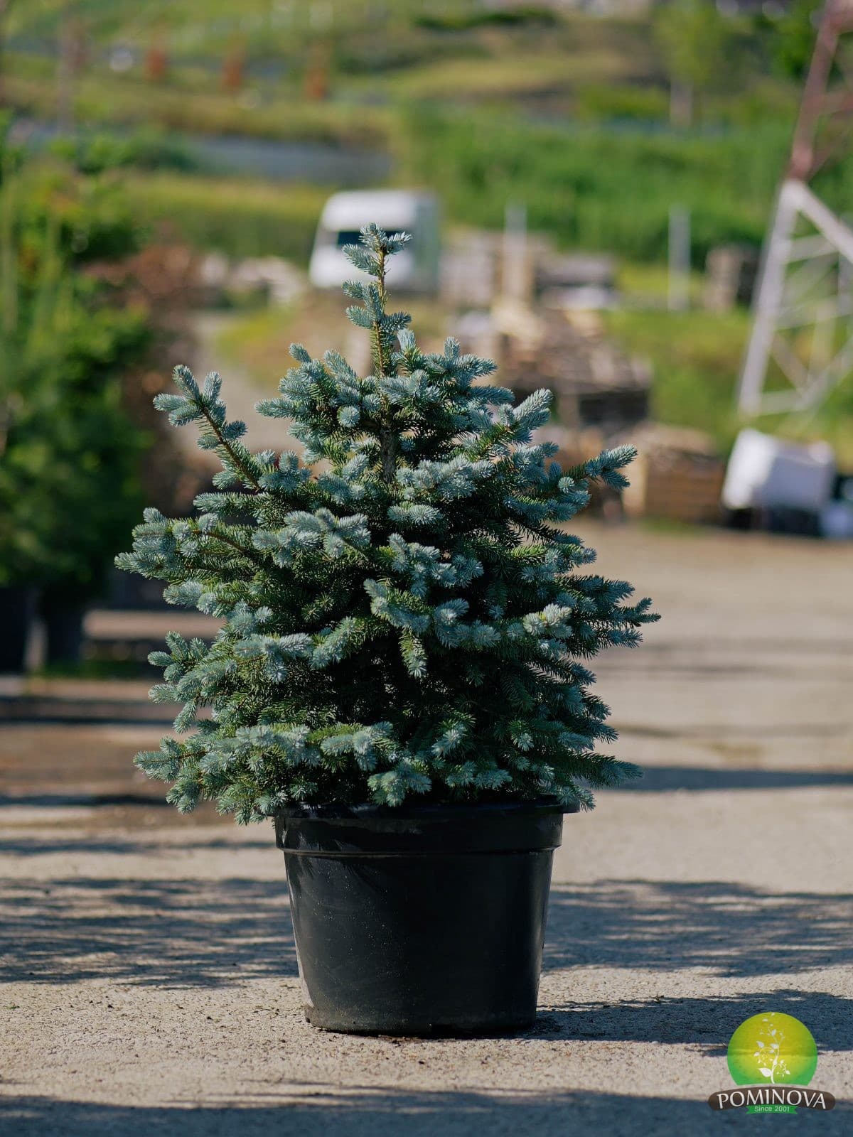 Molid albastru (Picea pungens 'Super Blue') — imagine 1