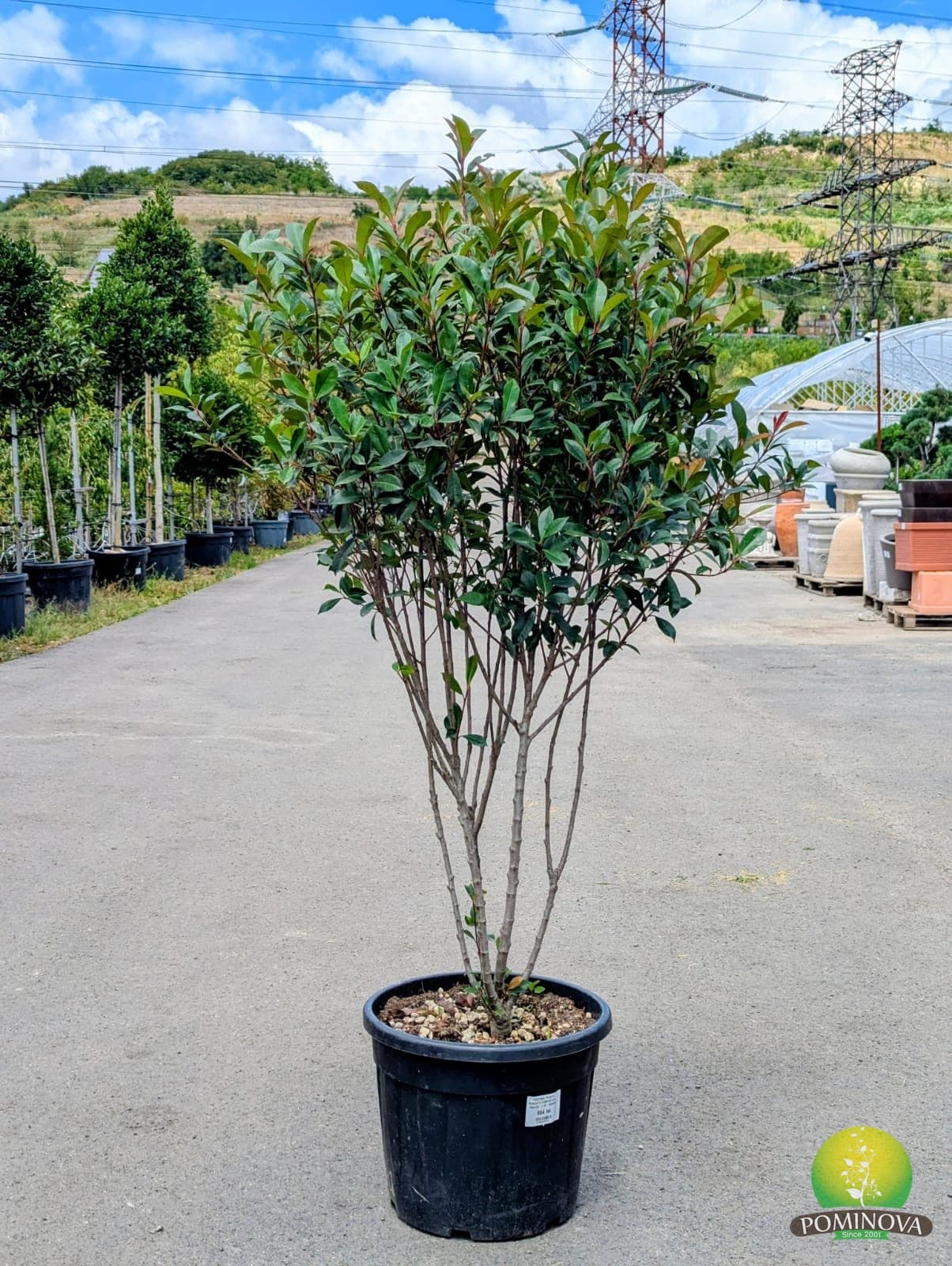 Fotinia x fraserii 'Robusta Compacta' (Photinia x fraserii 'Robusta Compacta') — imagine 1