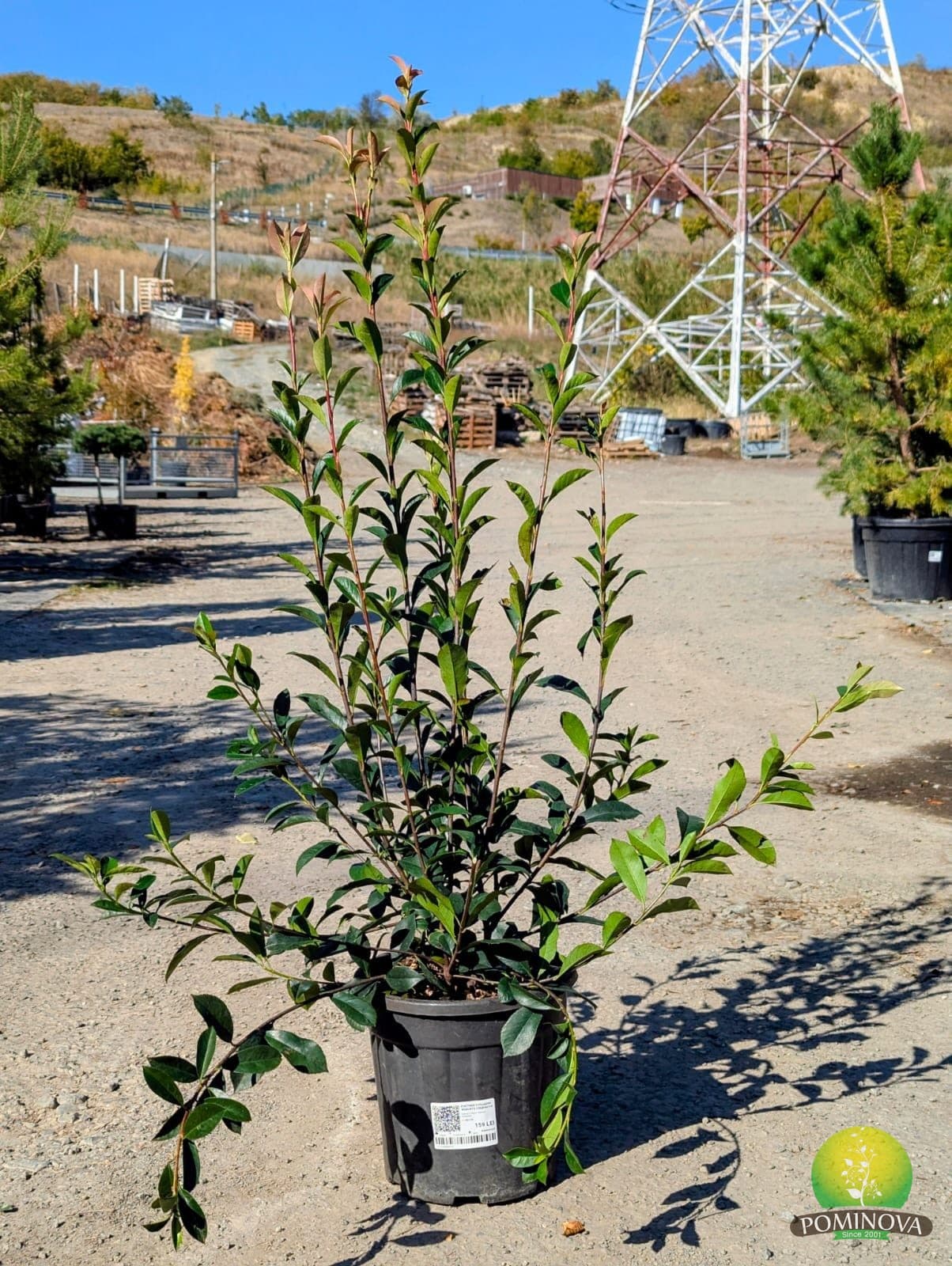 Fotinia x fraserii 'Robusta Compacta' (Photinia x fraserii 'Robusta Compacta') - imagine 2