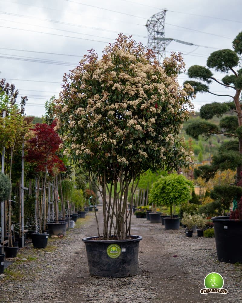 Fotinia 'Red Robin' multitrunchi (Photinia x fraserii 'Red Robin') — imagine 1