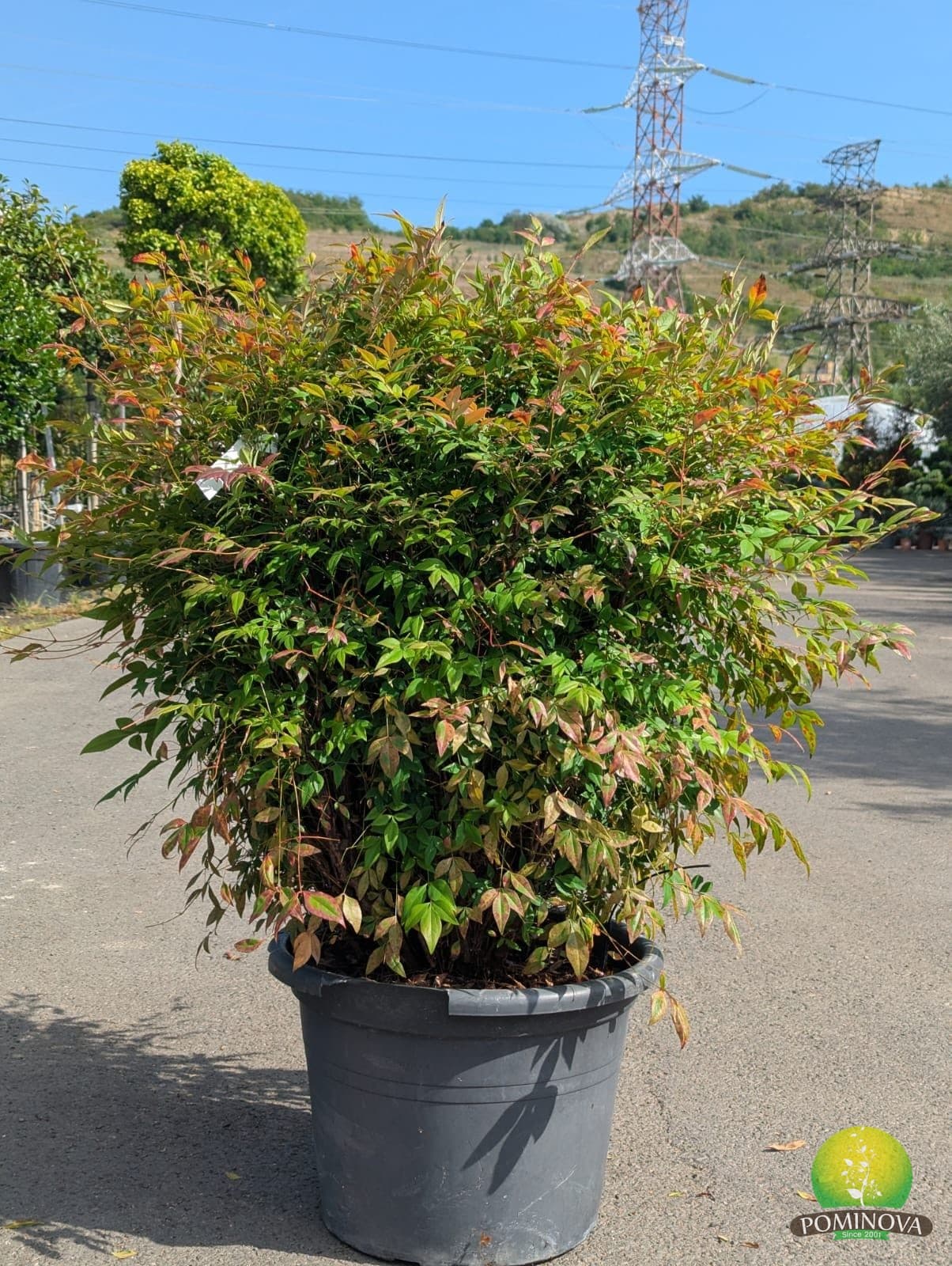 Bambus sfânt 'Gulf Stream' (Nandina domestica 'Gulf Stream') — imagine 1