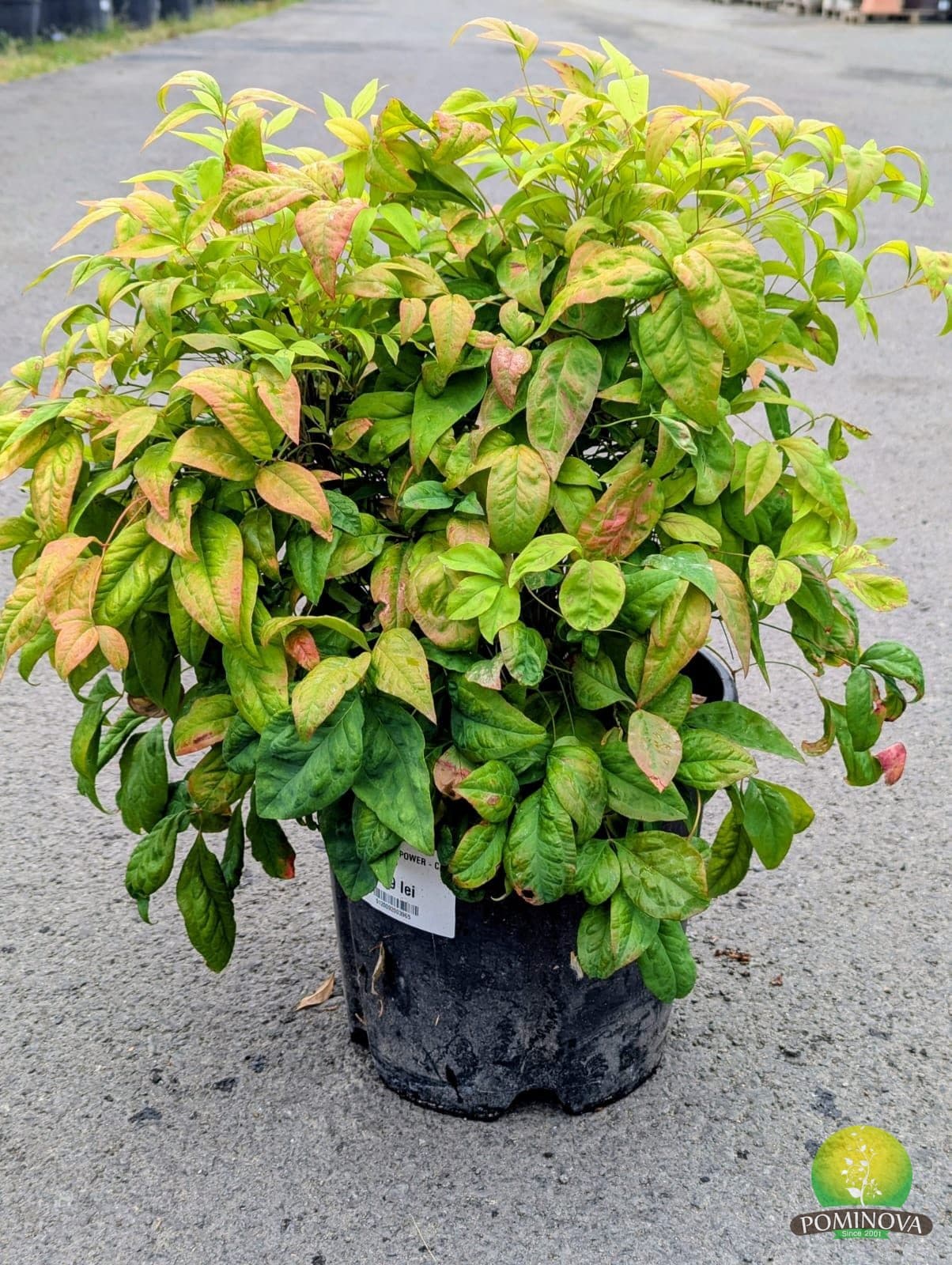Bambus sfânt 'Fire Power' (Nandina domestica 'Fire Power')