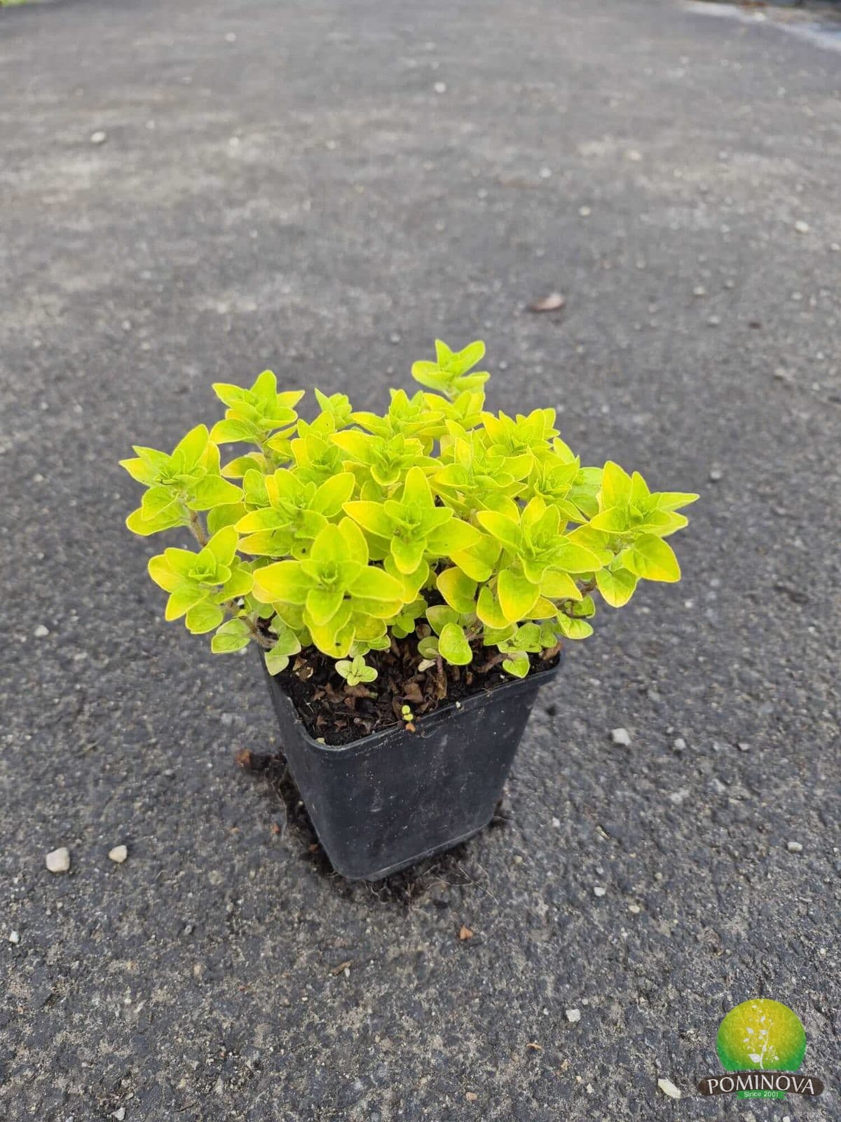 Oregano — imagine 1